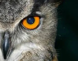 nightowl