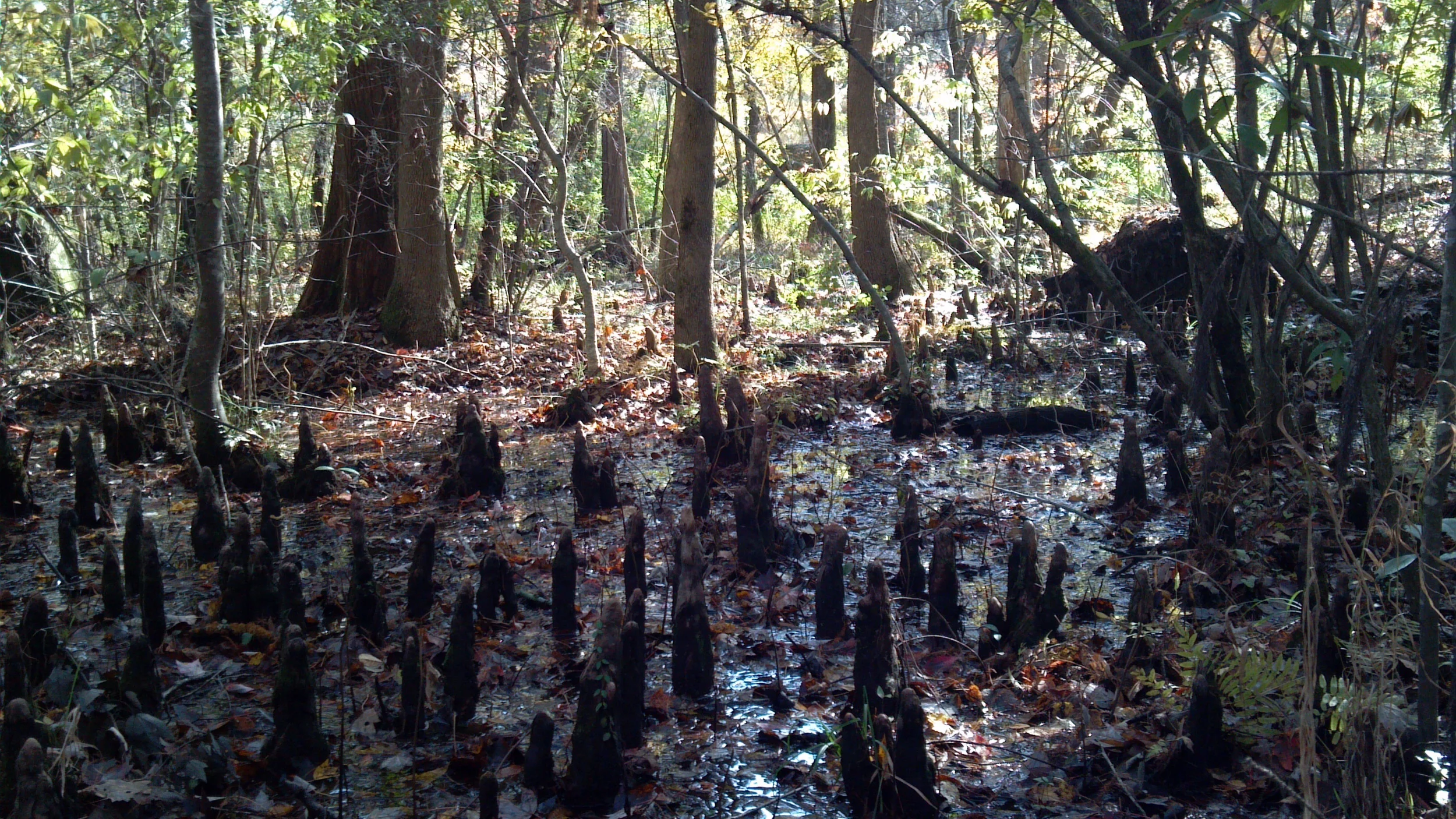 Cypress swamp ( Taxiodium distichum ) in Brunswick County, North Carolina