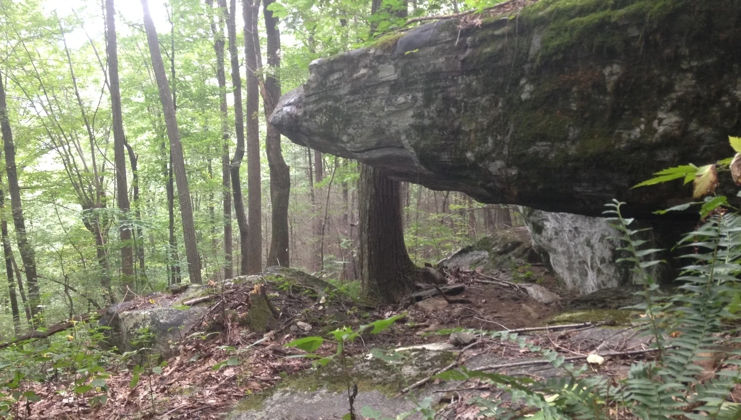 Exposed boulders within a Rich Cove Forest in Caldwell County, North Carolina