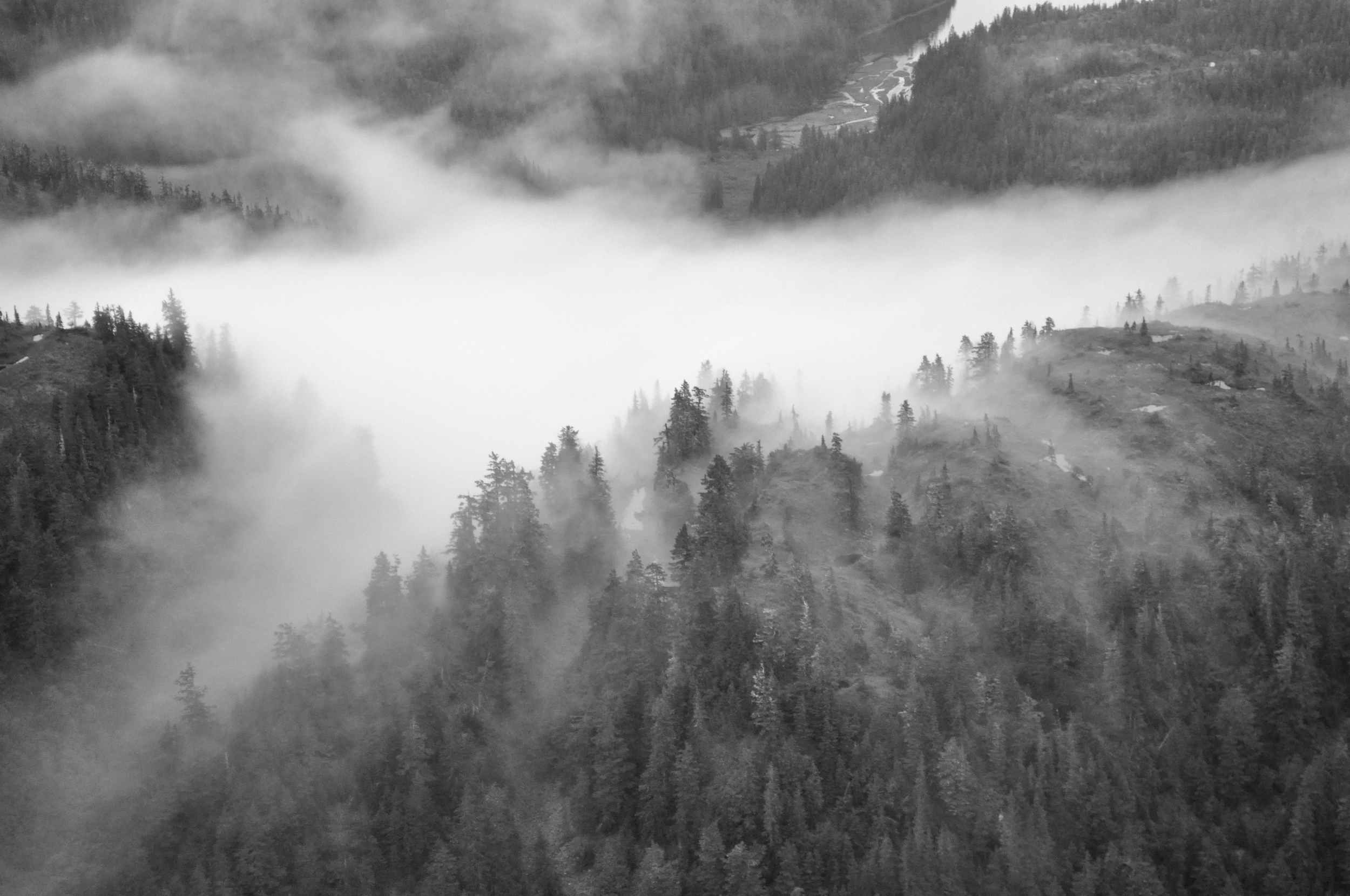 Foggy Forest. Valdez, Alaska. 2012.