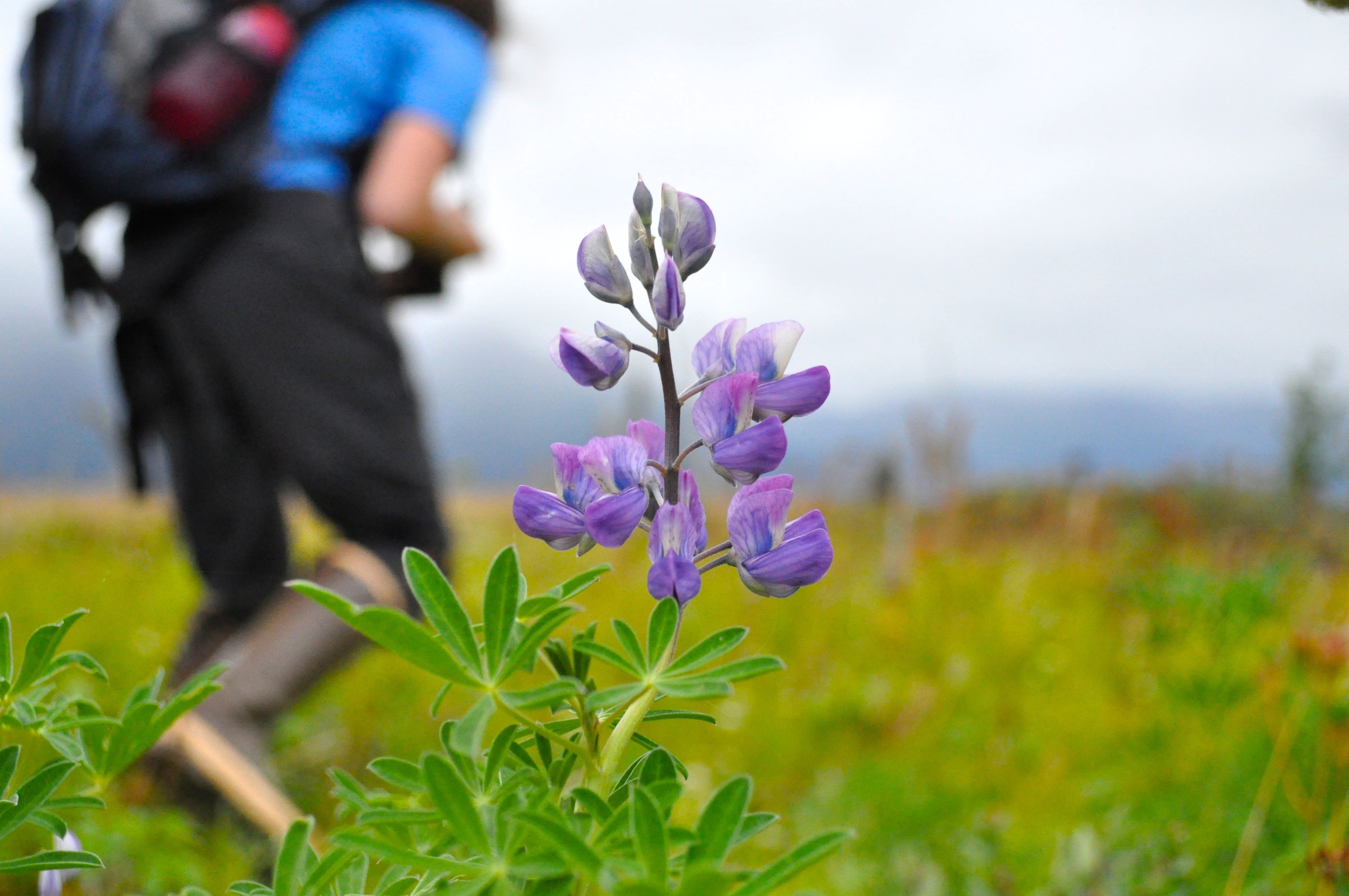 Wildflower. Girdwood, Alaska. 2012.