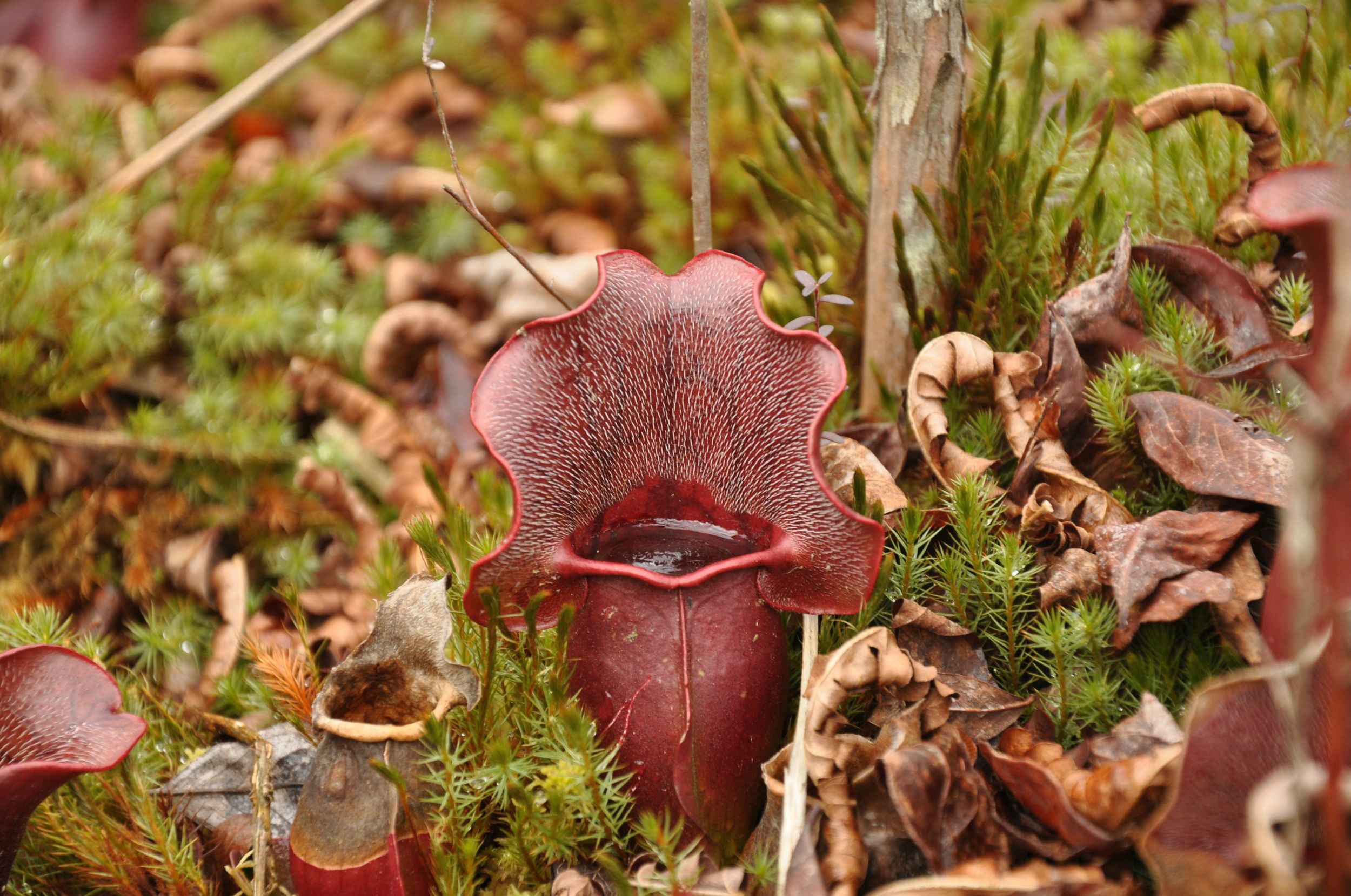 Frozen Pitcher Plant at Brown's Lake Bog. Shreve, Ohio. 2012.