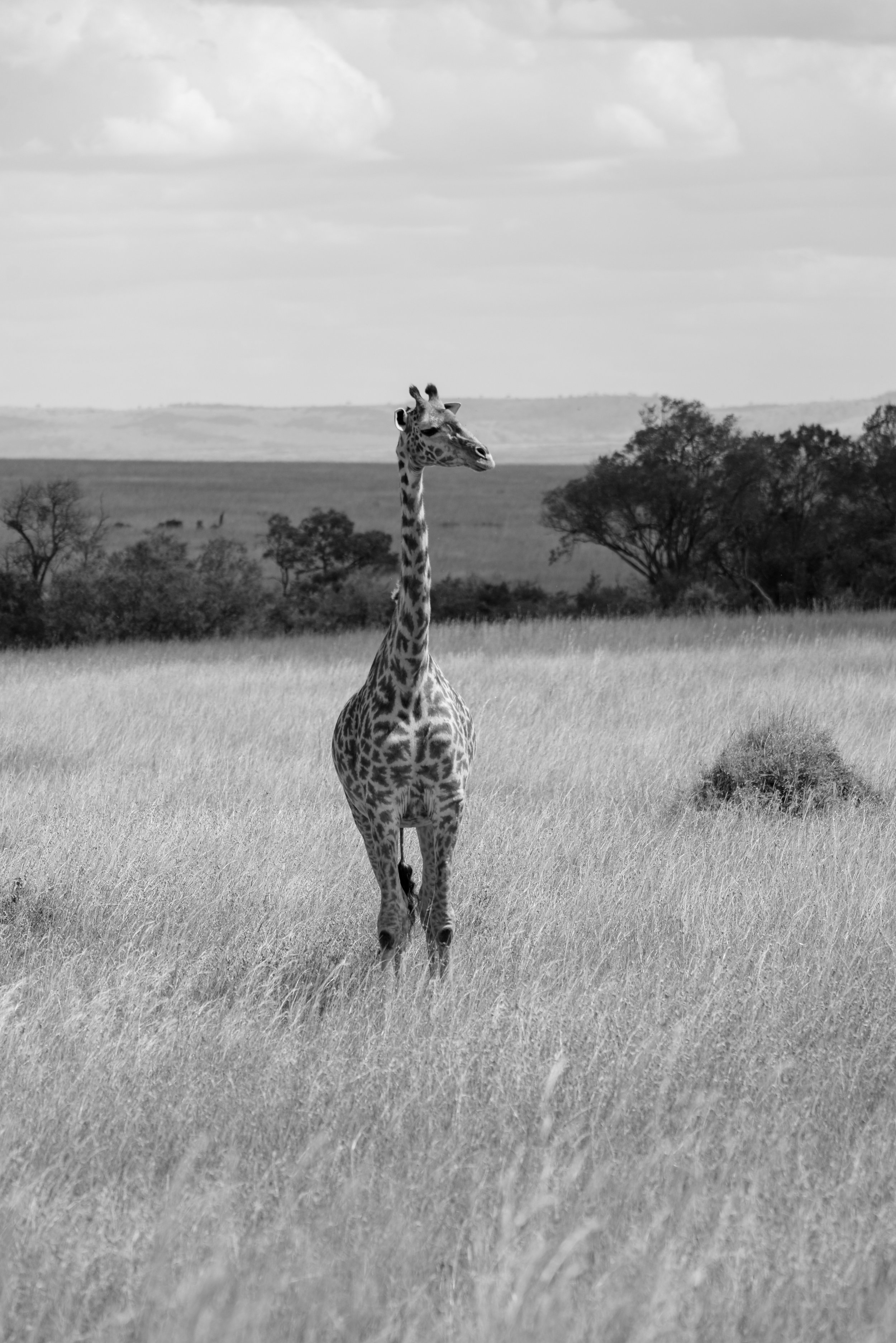 Giraffe, Maasai Mara, Kenya