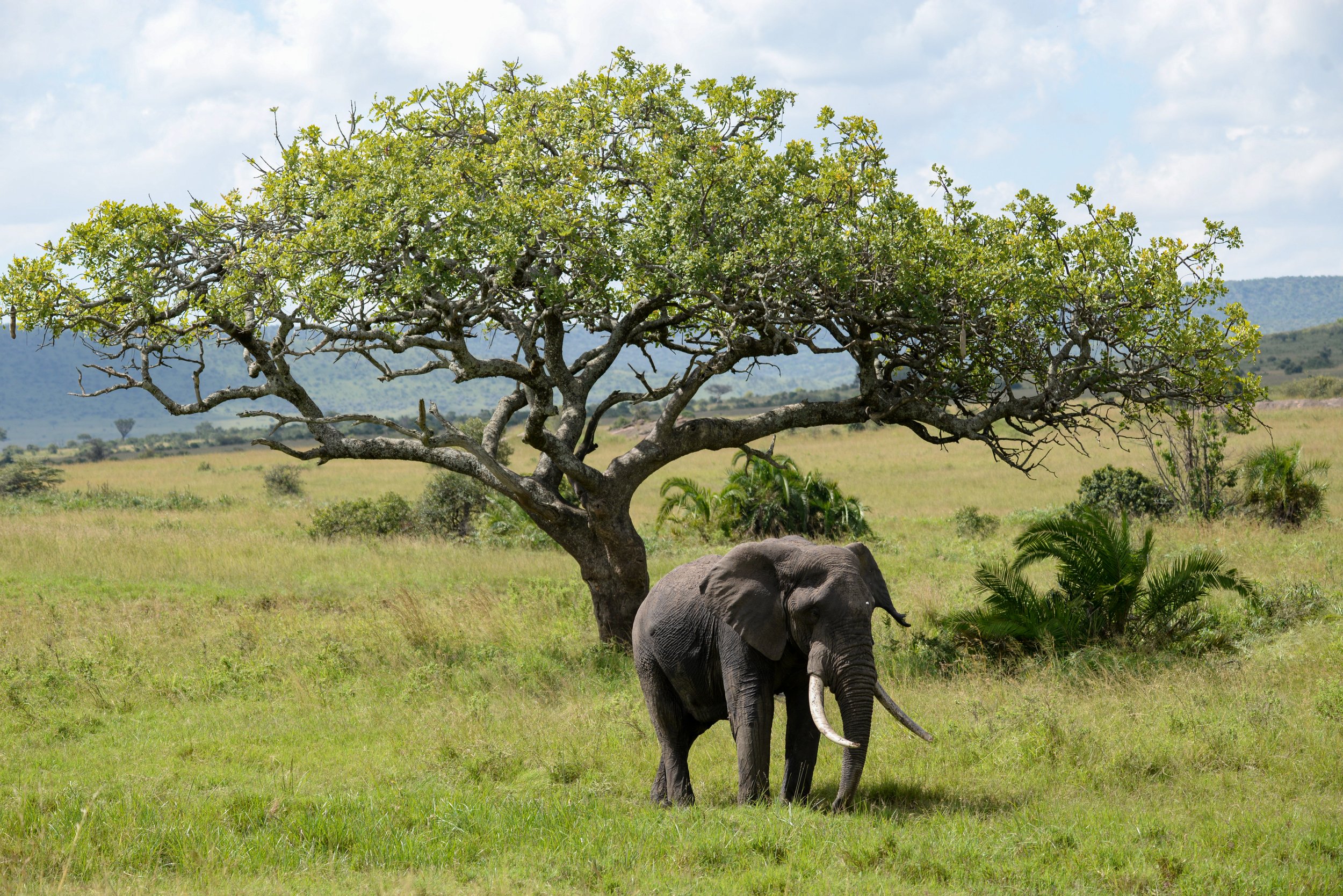 Elephant, Maasai Mara, Kenya