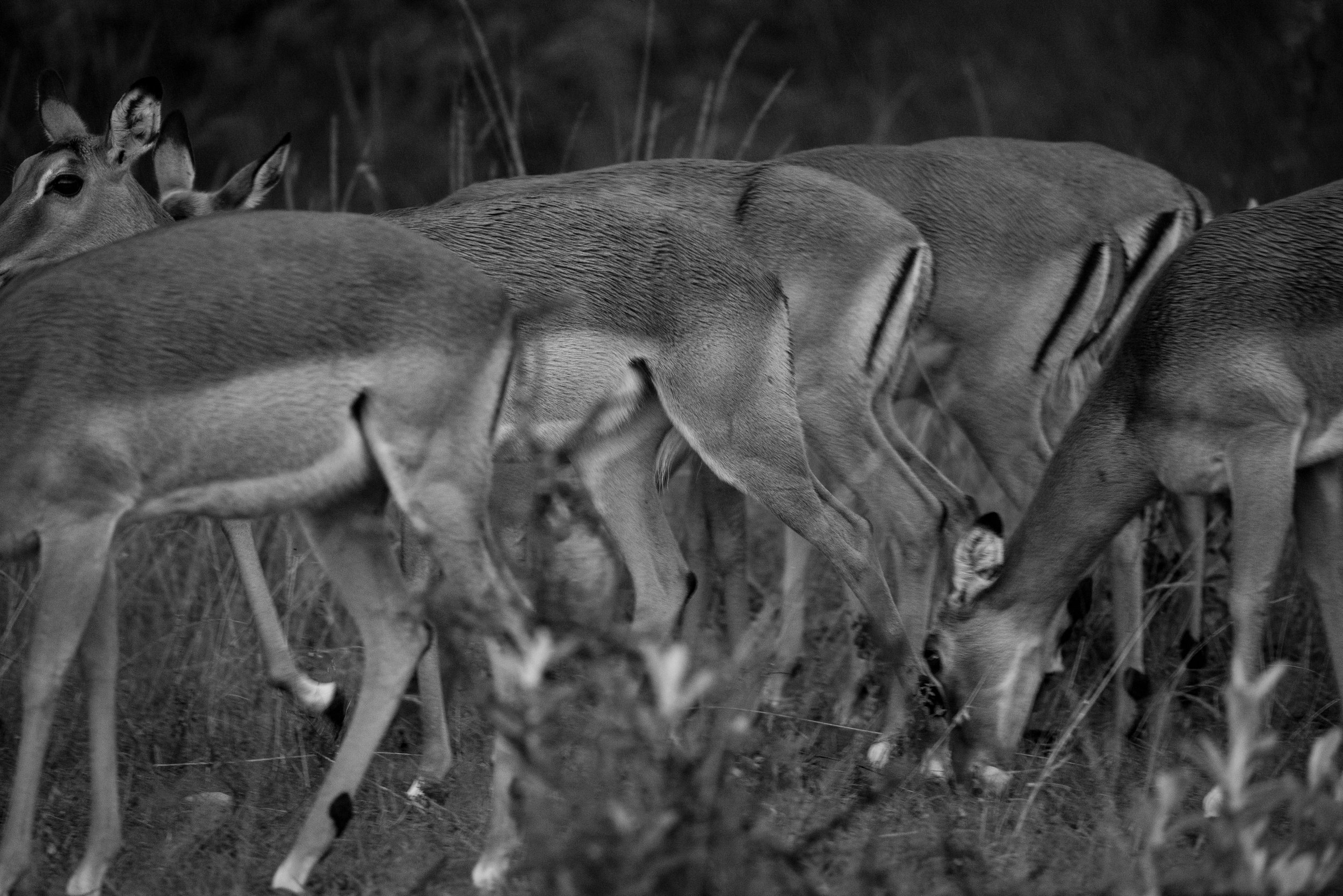 Impala, Maasai Mara, Kenya