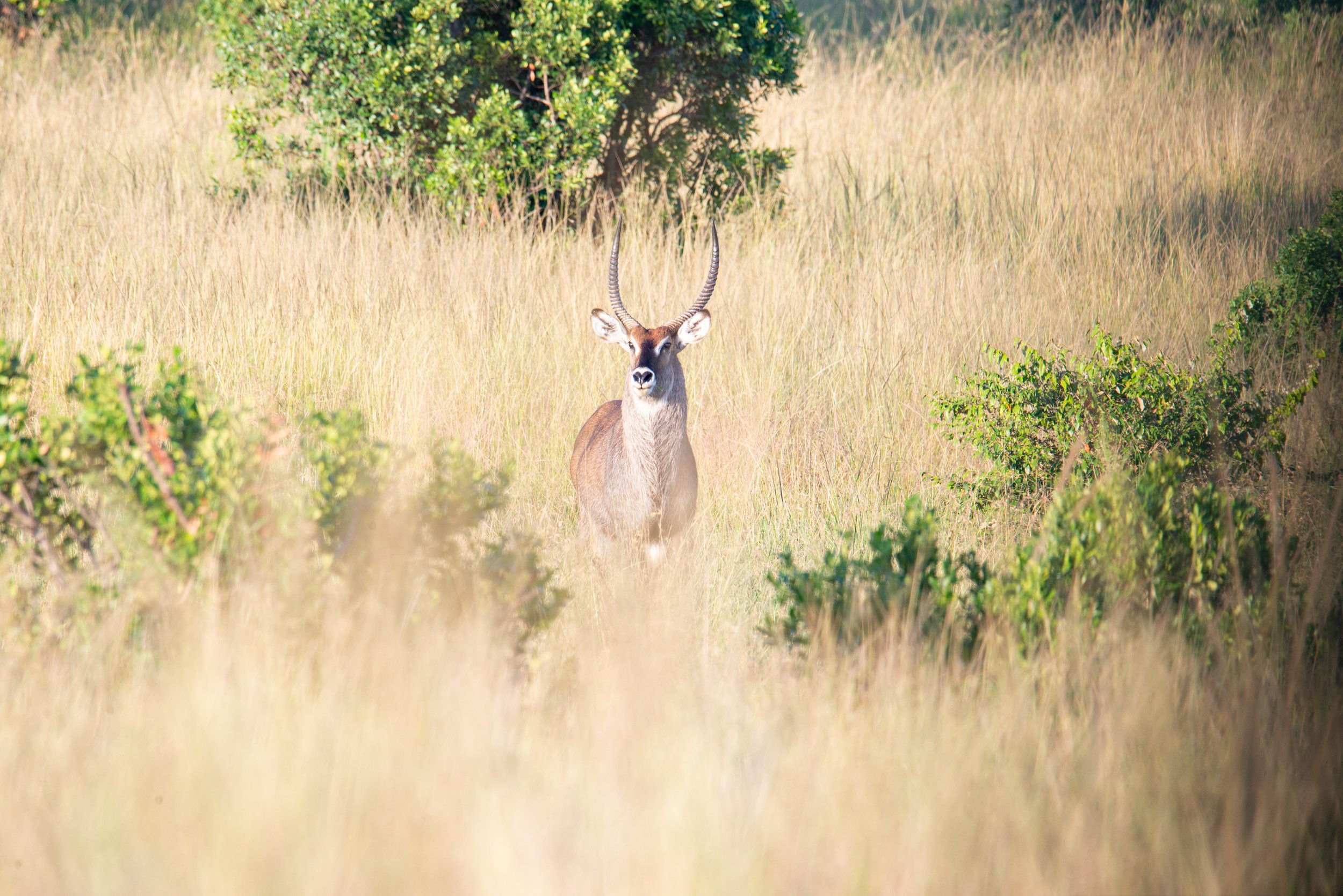 Waterbuck, Maasai Mara, Kenya