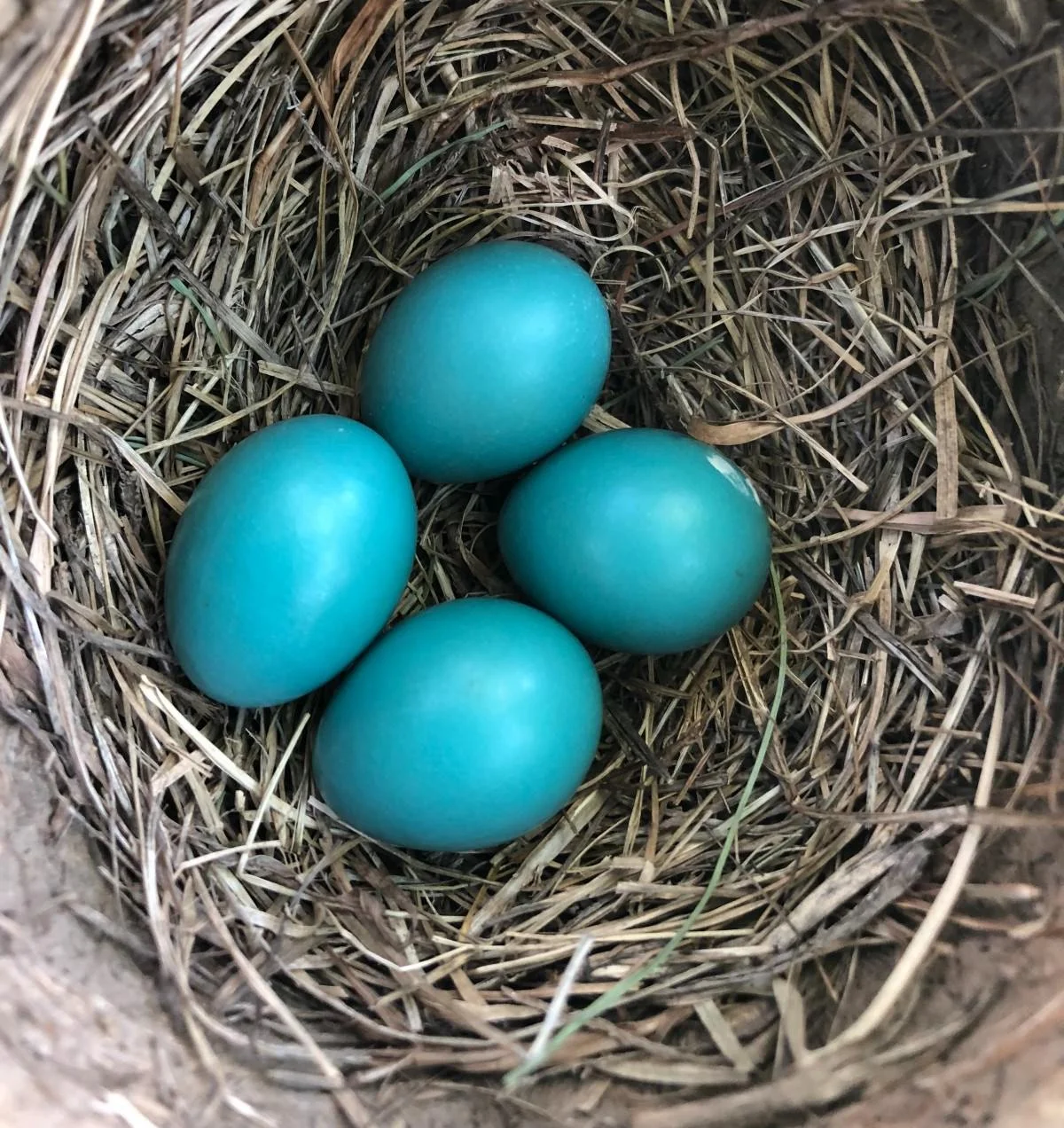 When Babies Leave the Nest