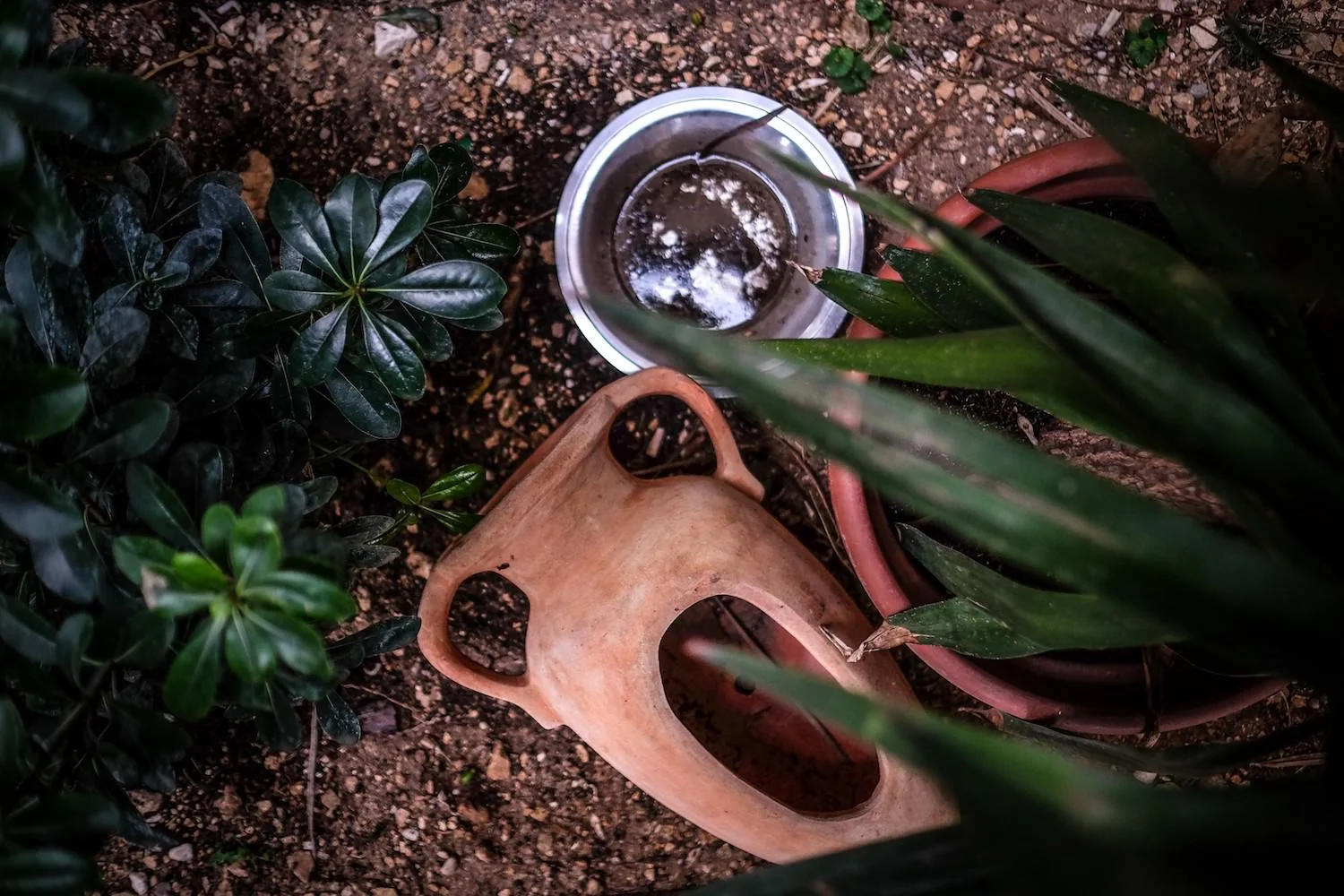 The Garden