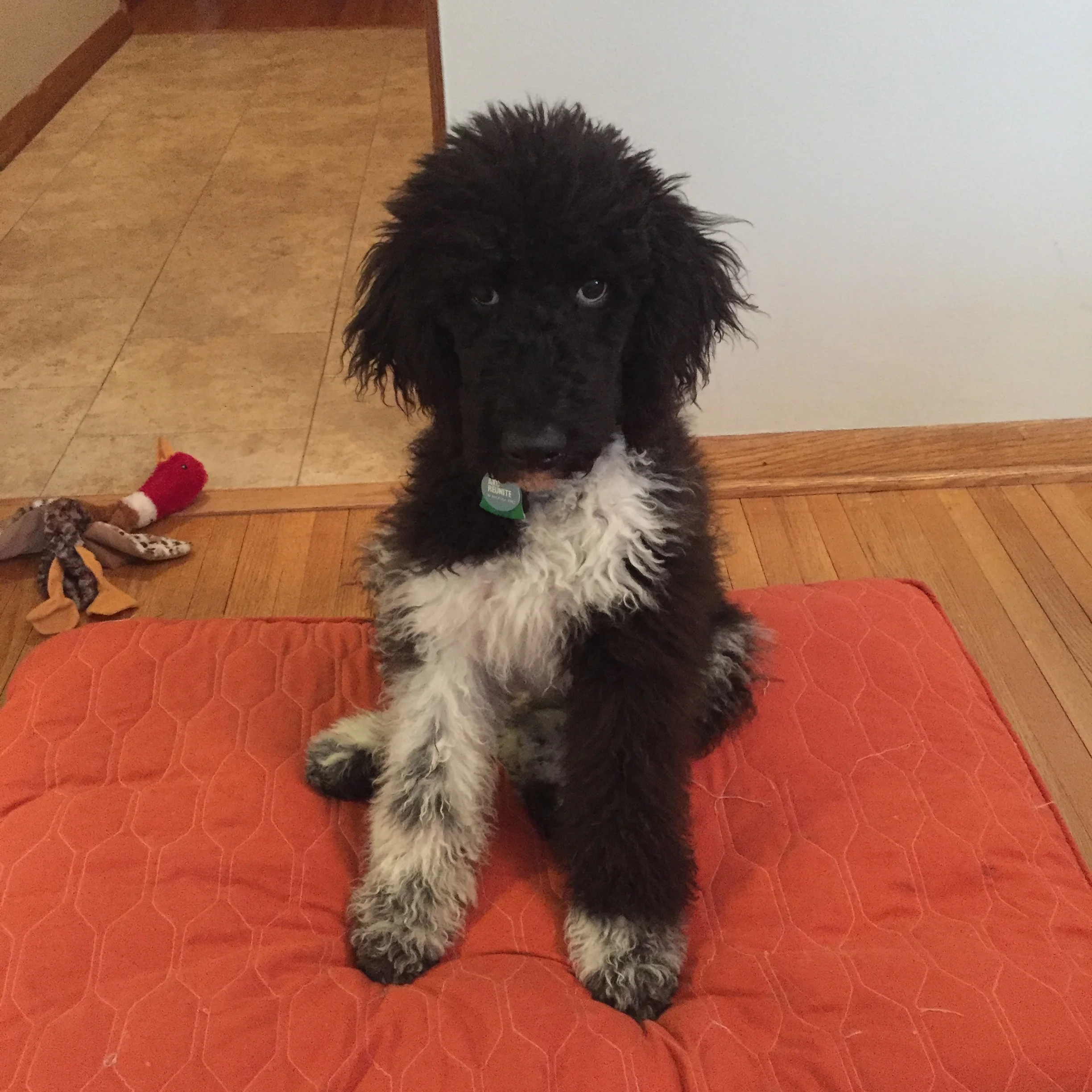 This is Jupiter, he's now 4 months old!&nbsp;