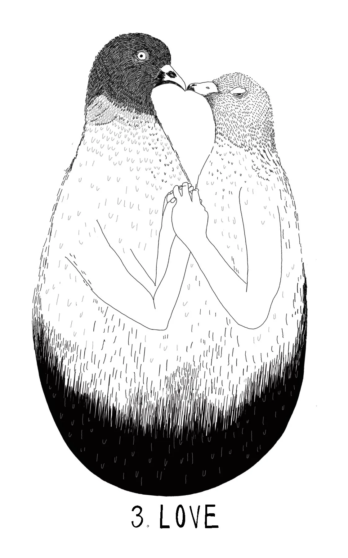   Common Pigeon    