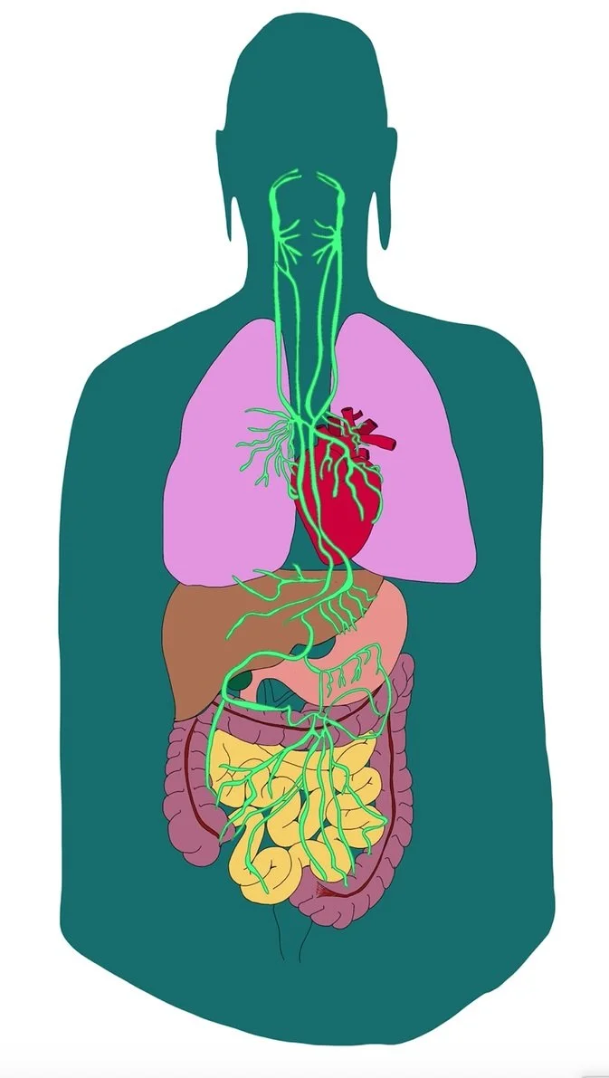Befriending the Nervous System