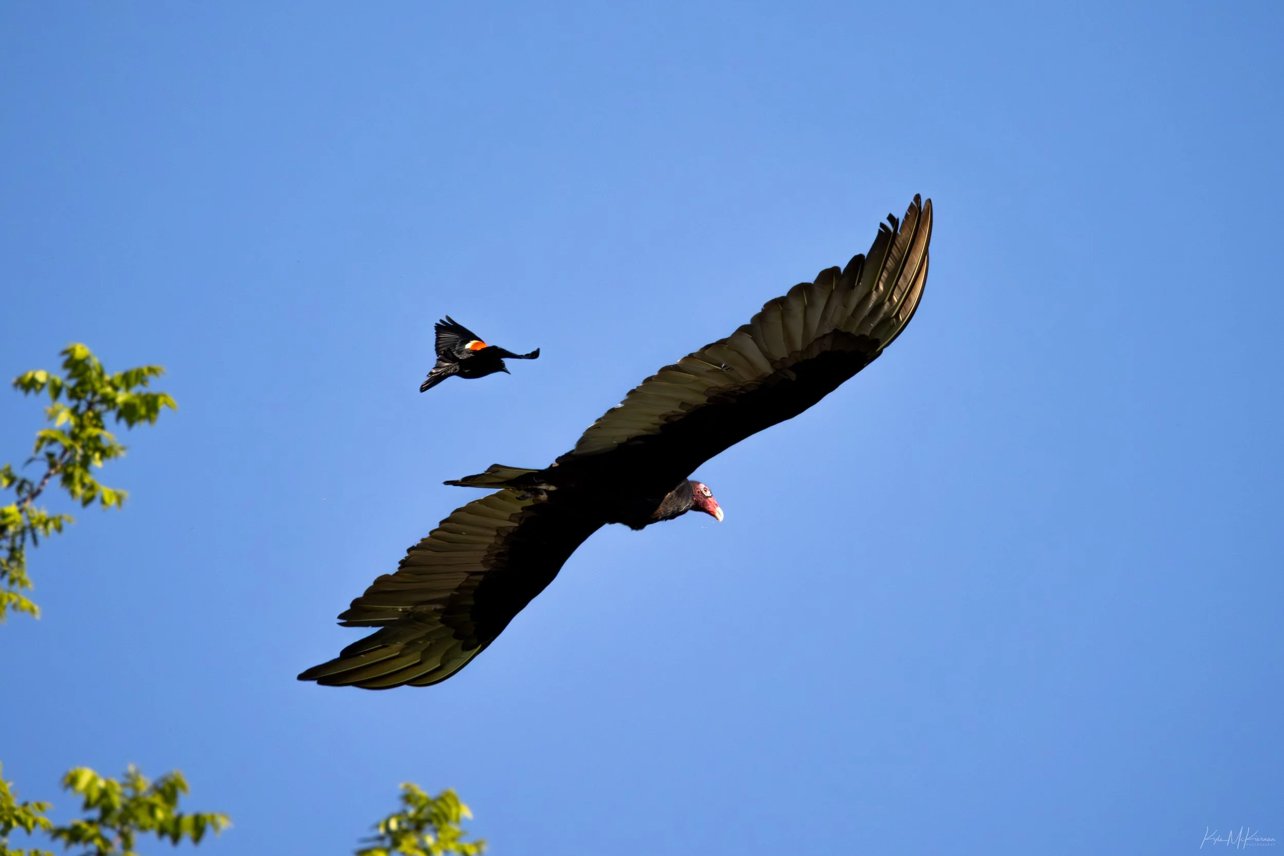 IMG_7527.jpg