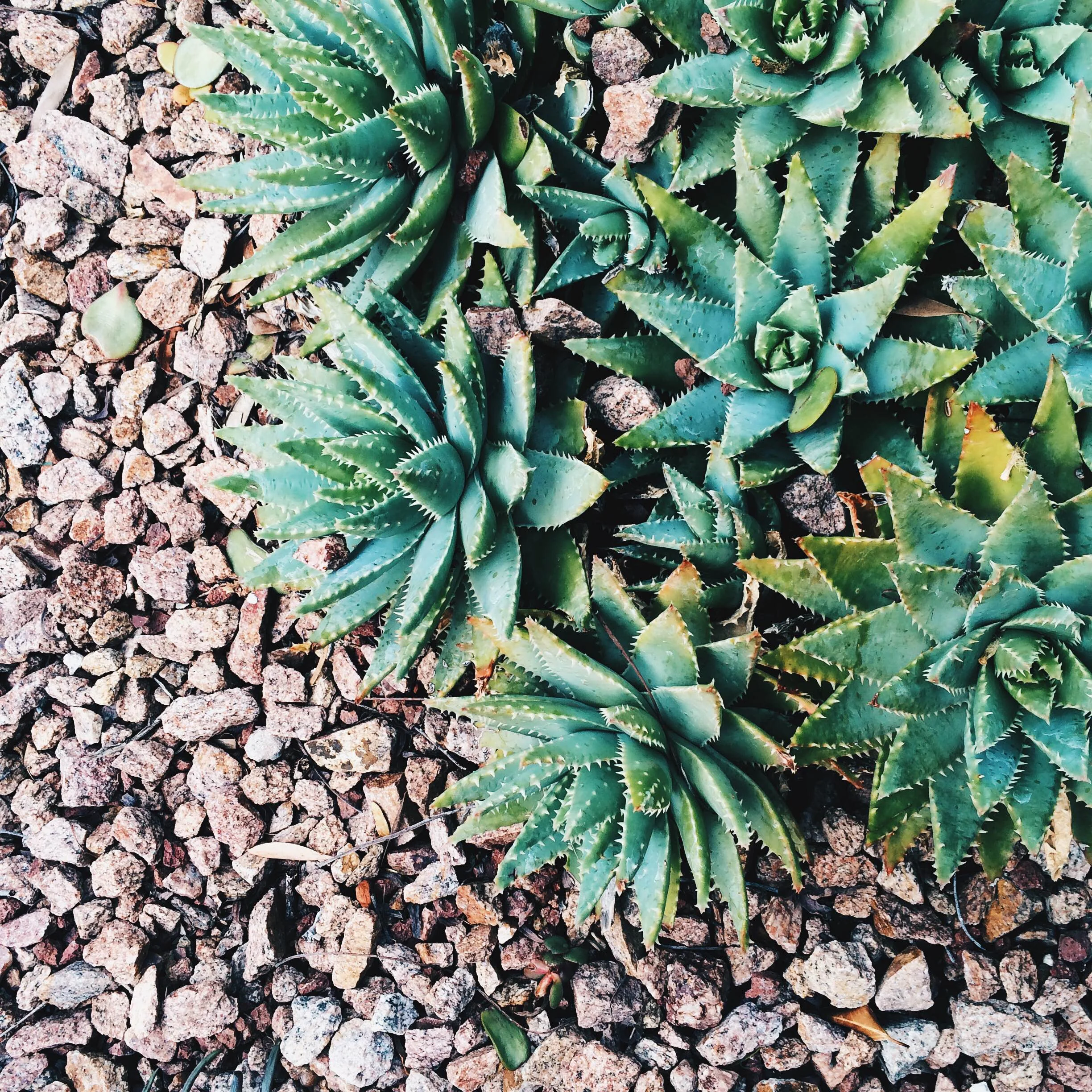 The Day of the Camel