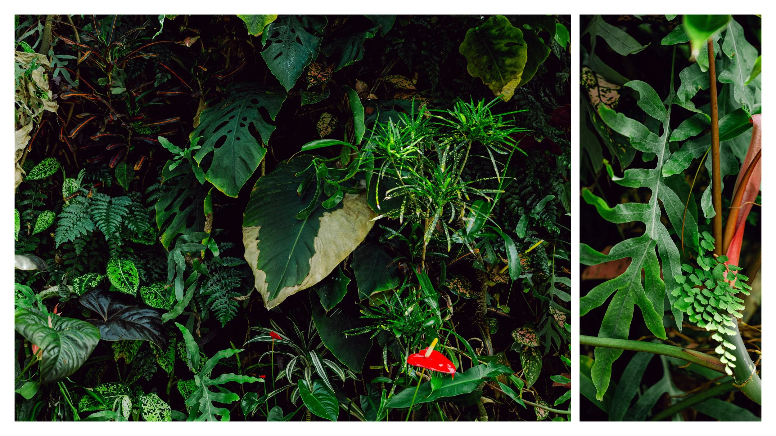 TextureDeck-SDBotanicGarden_NC2.jpg