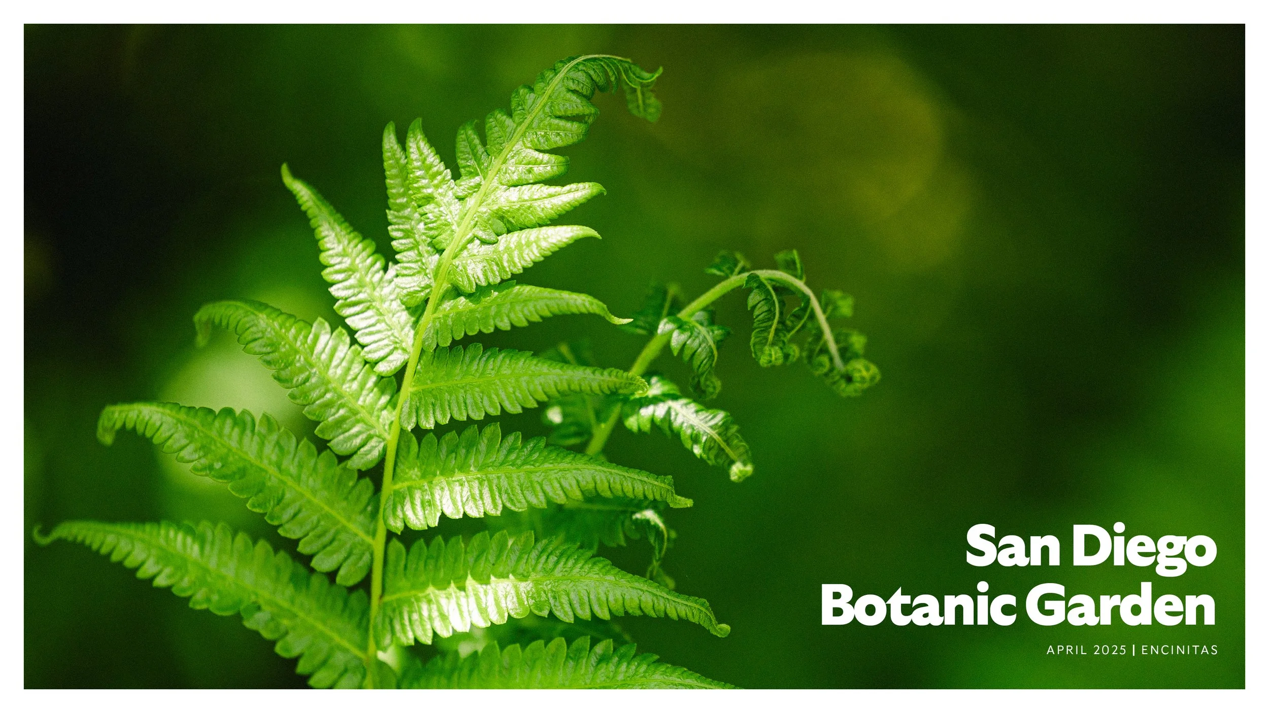 TextureDeck-SDBotanicGarden_NC.jpg