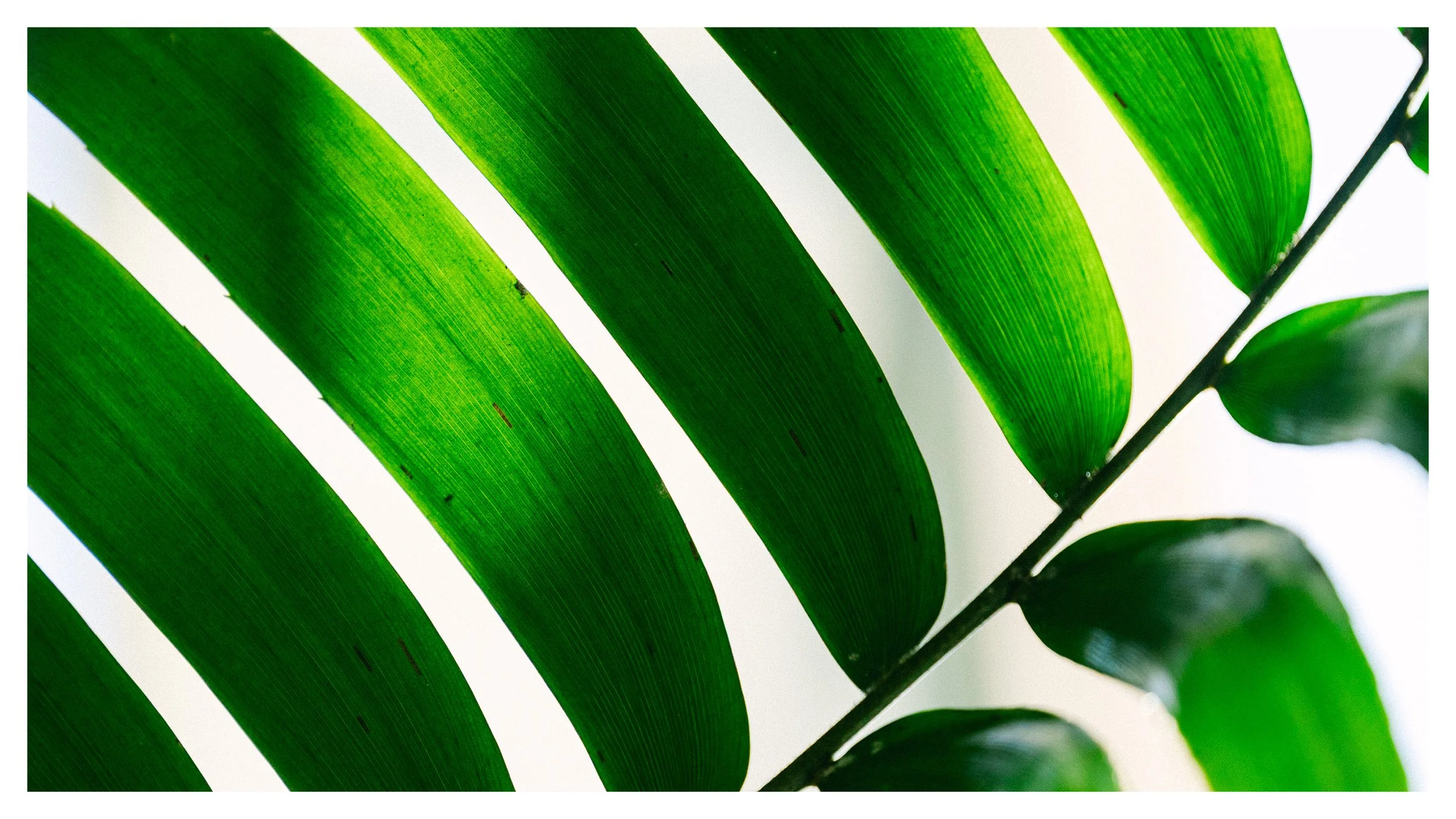 TextureDeck-SDBotanicGarden_NC3.jpg