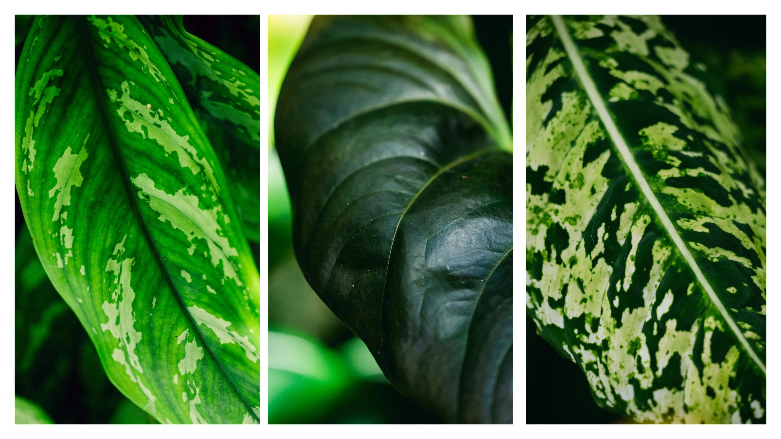 TextureDeck-SDBotanicGarden_NC4.jpg