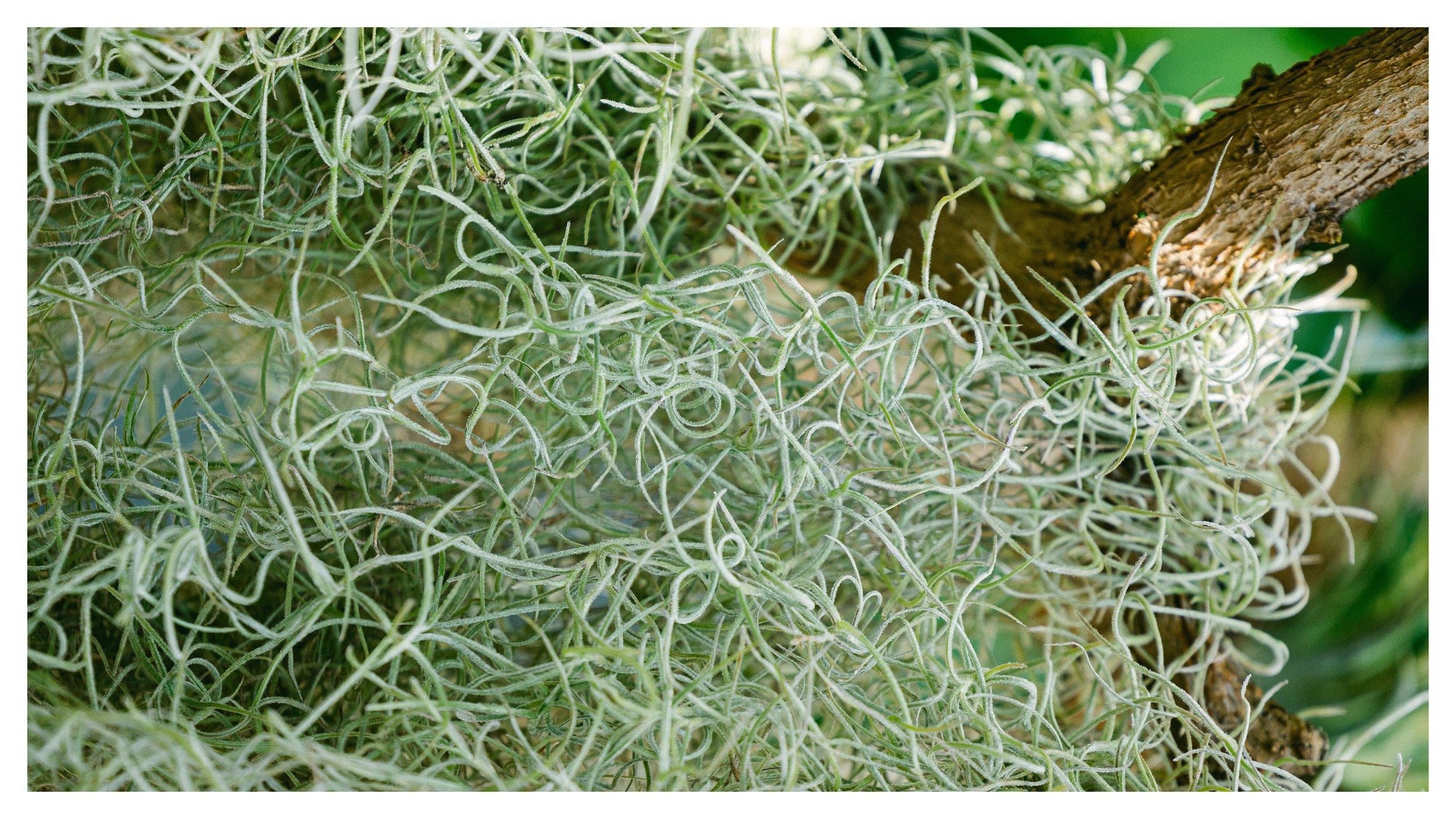 TextureDeck-SDBotanicGarden_NC5.jpg