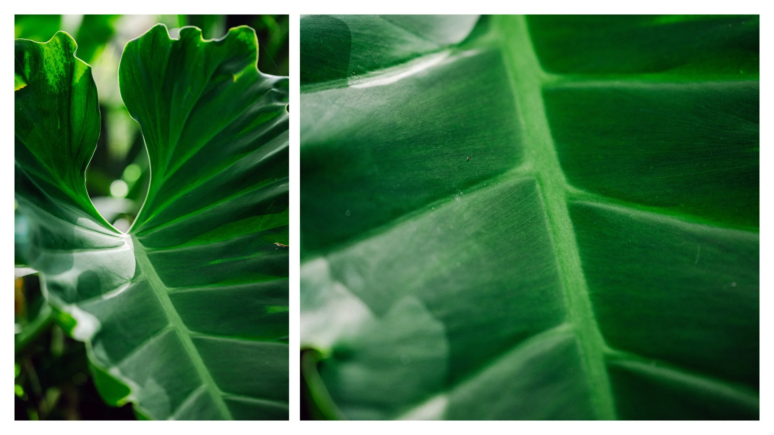 TextureDeck-SDBotanicGarden_NC6.jpg