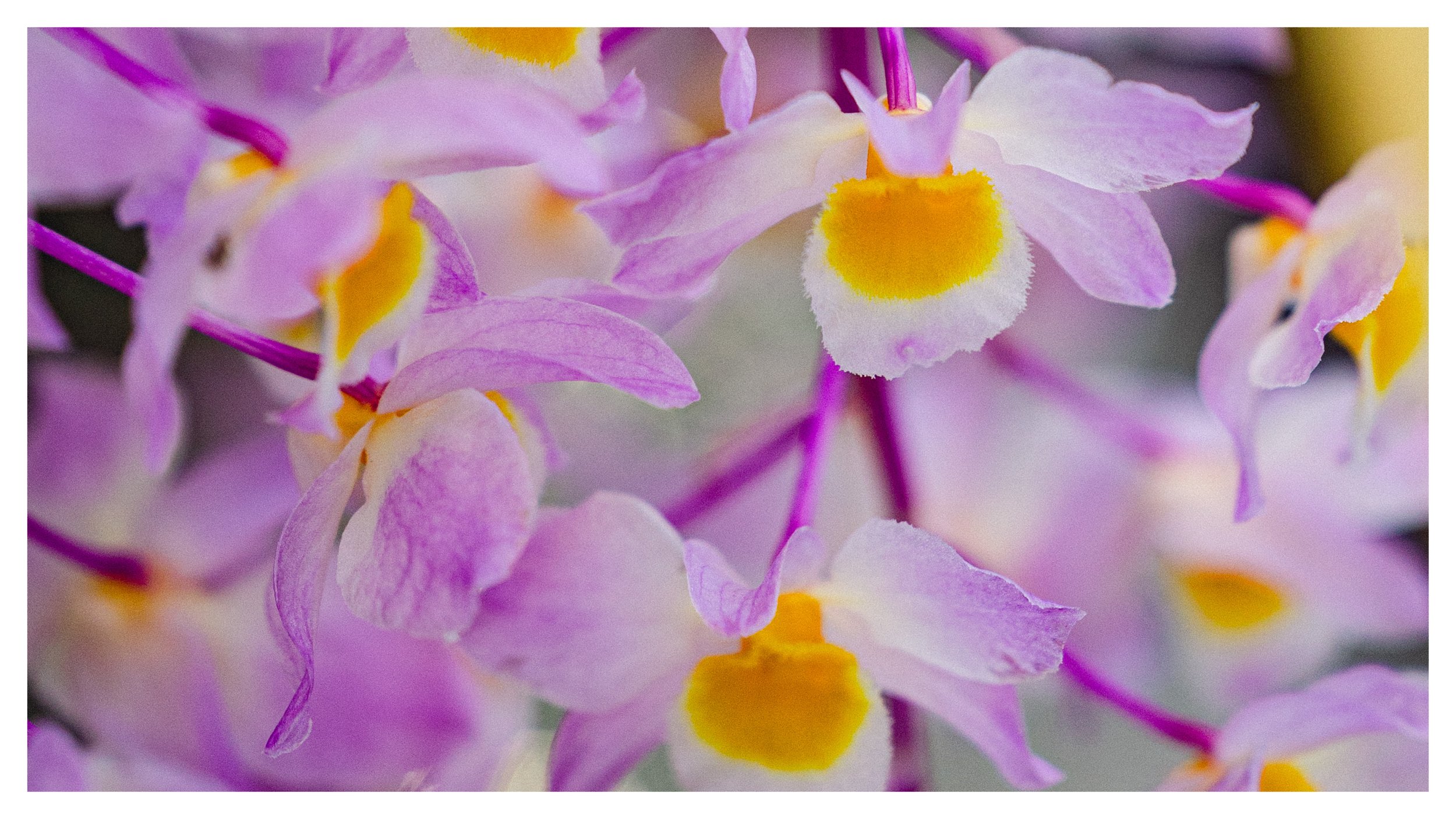 TextureDeck-SDBotanicGarden_NC7.jpg