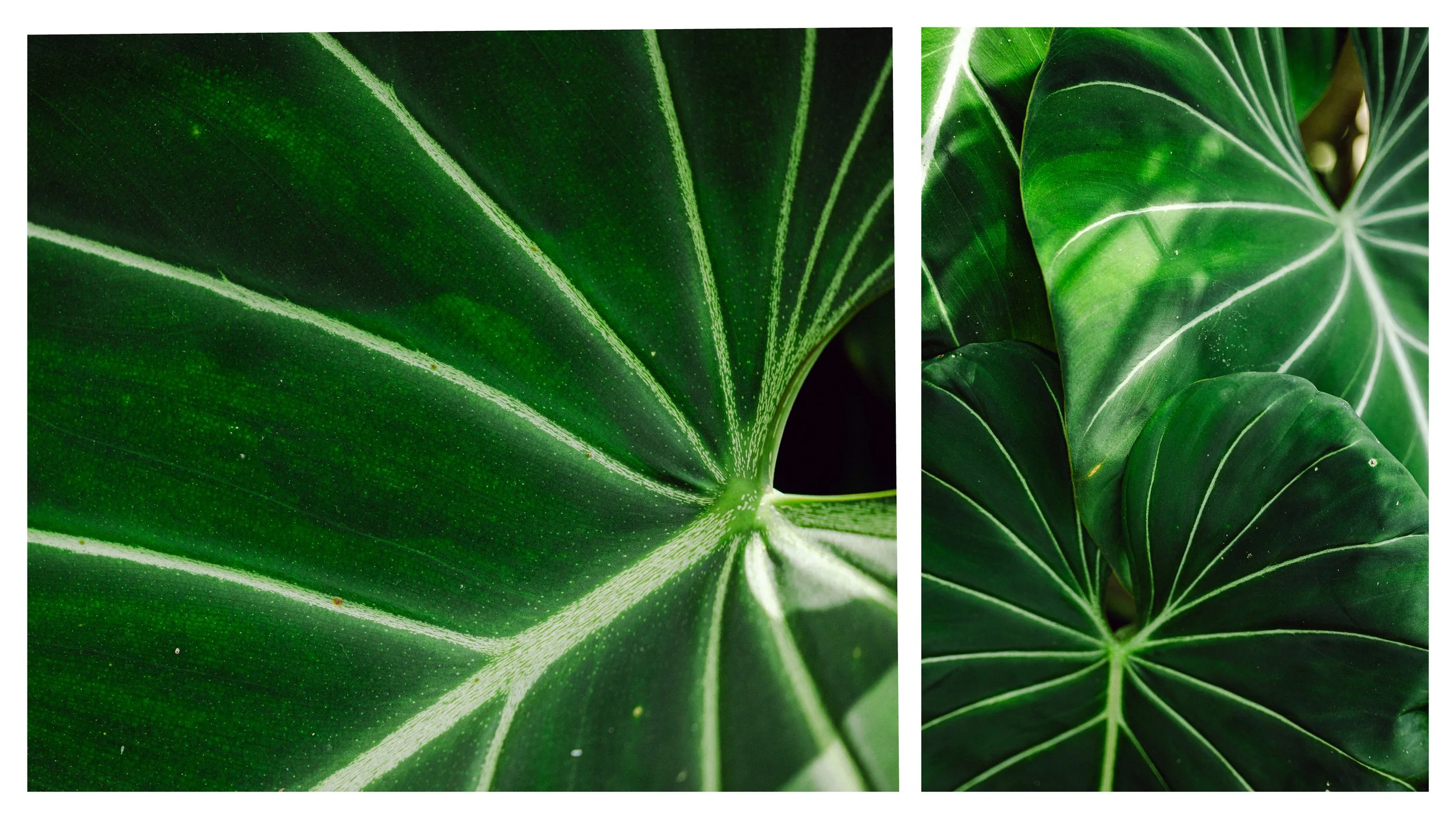 TextureDeck-SDBotanicGarden_NC8.jpg