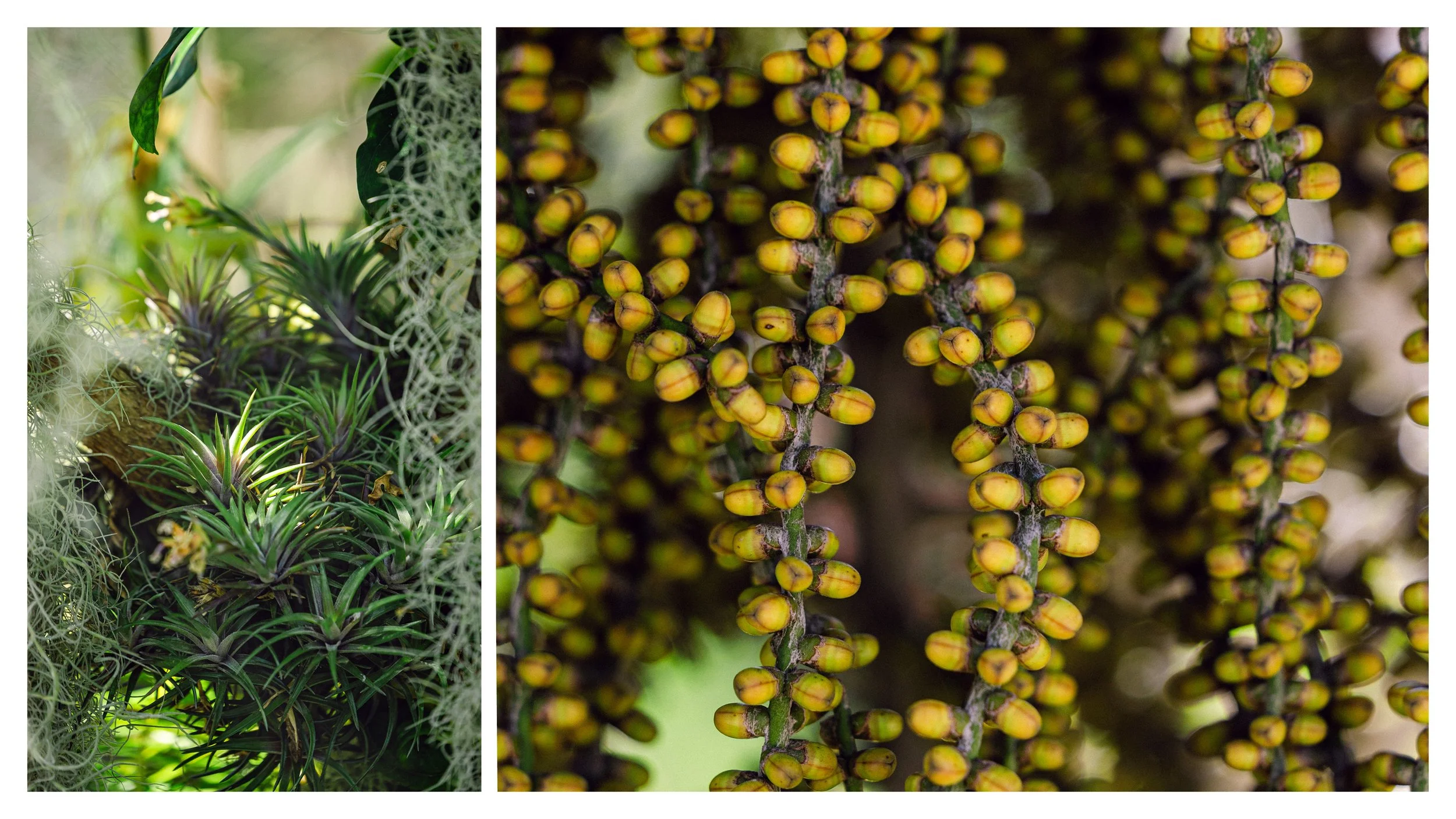 TextureDeck-SDBotanicGarden_NC9.jpg