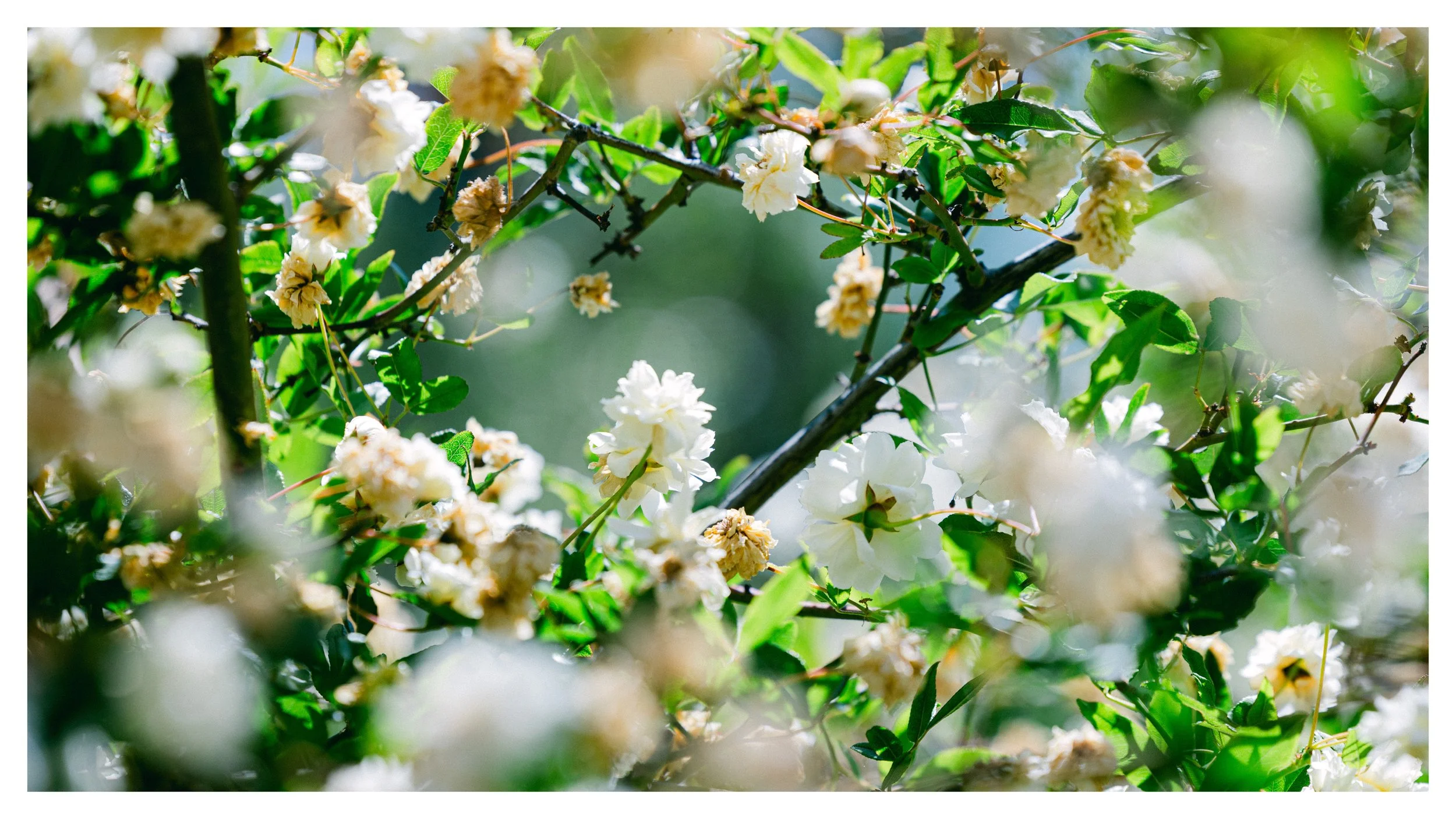 TextureDeck-SDBotanicGarden_NC10.jpg