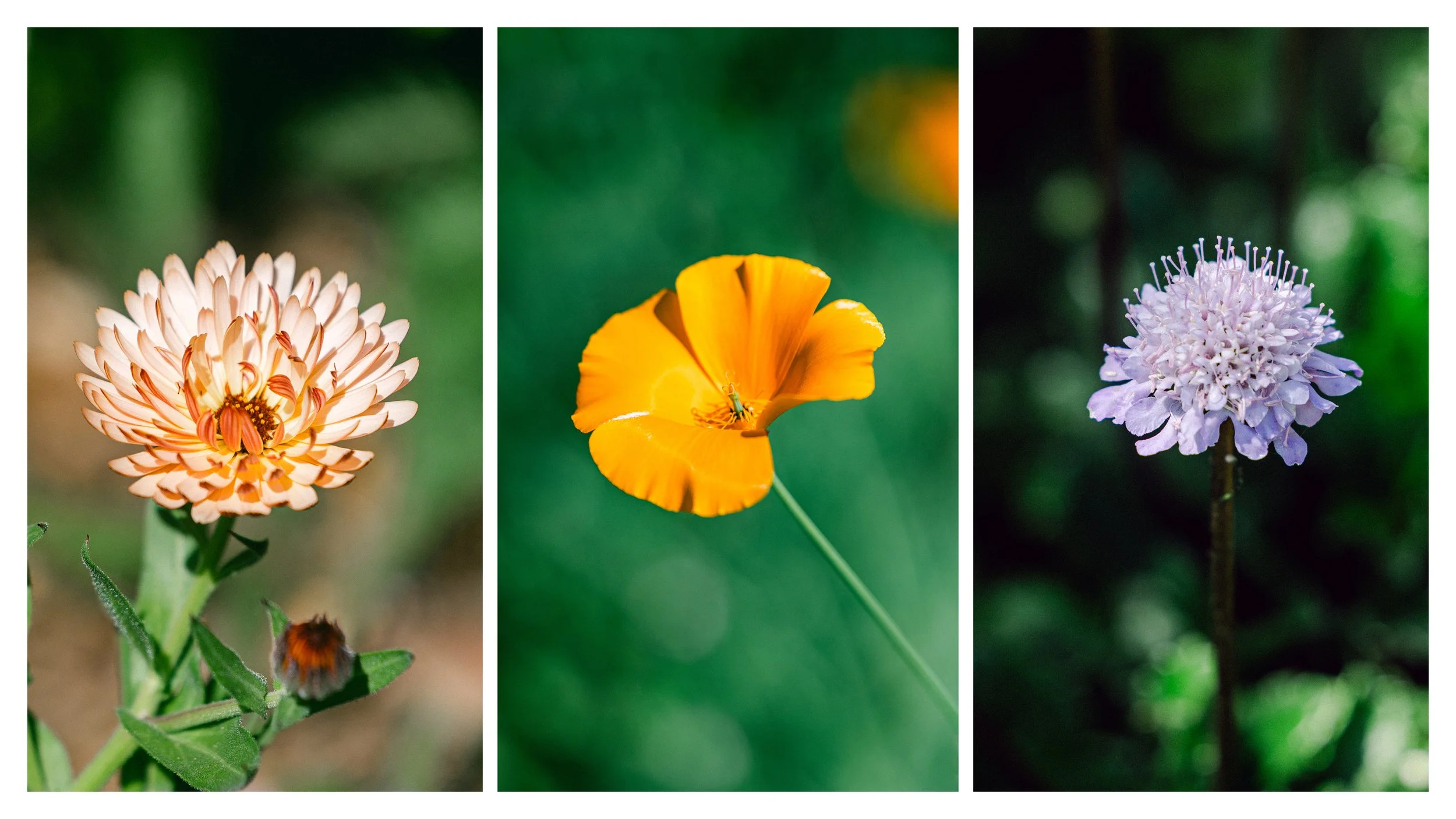 TextureDeck-SDBotanicGarden_NC11.jpg