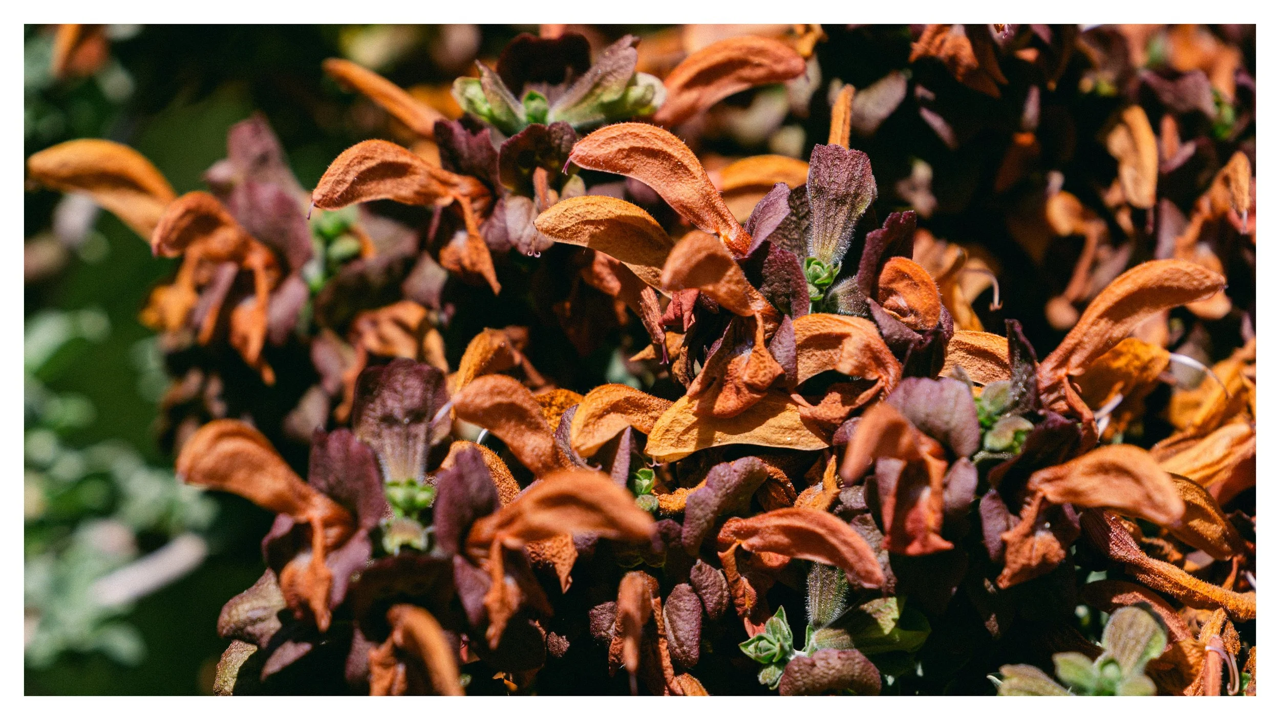 TextureDeck-SDBotanicGarden_NC12.jpg