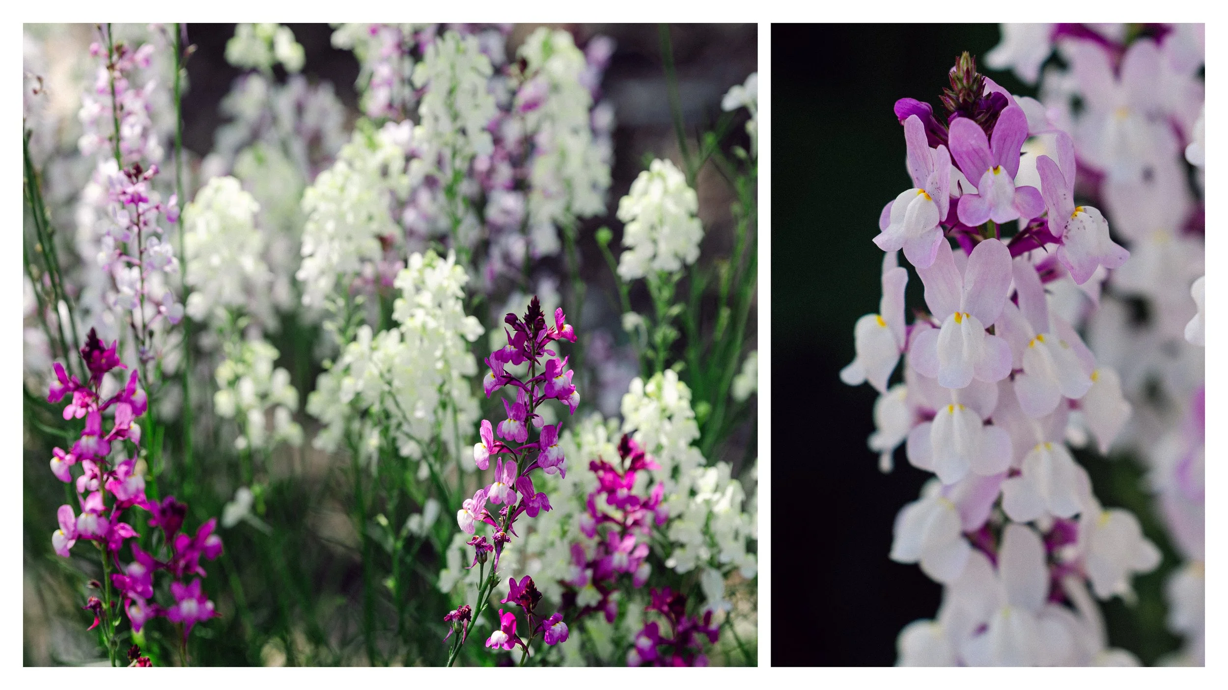 TextureDeck-SDBotanicGarden_NC13.jpg