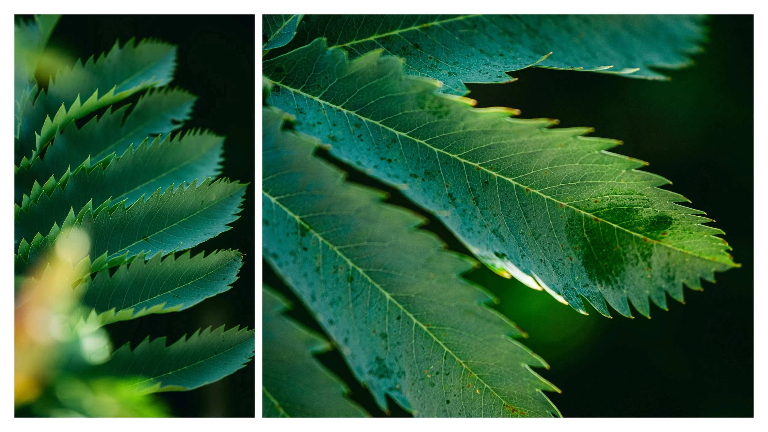 TextureDeck-SDBotanicGarden_NC14.jpg