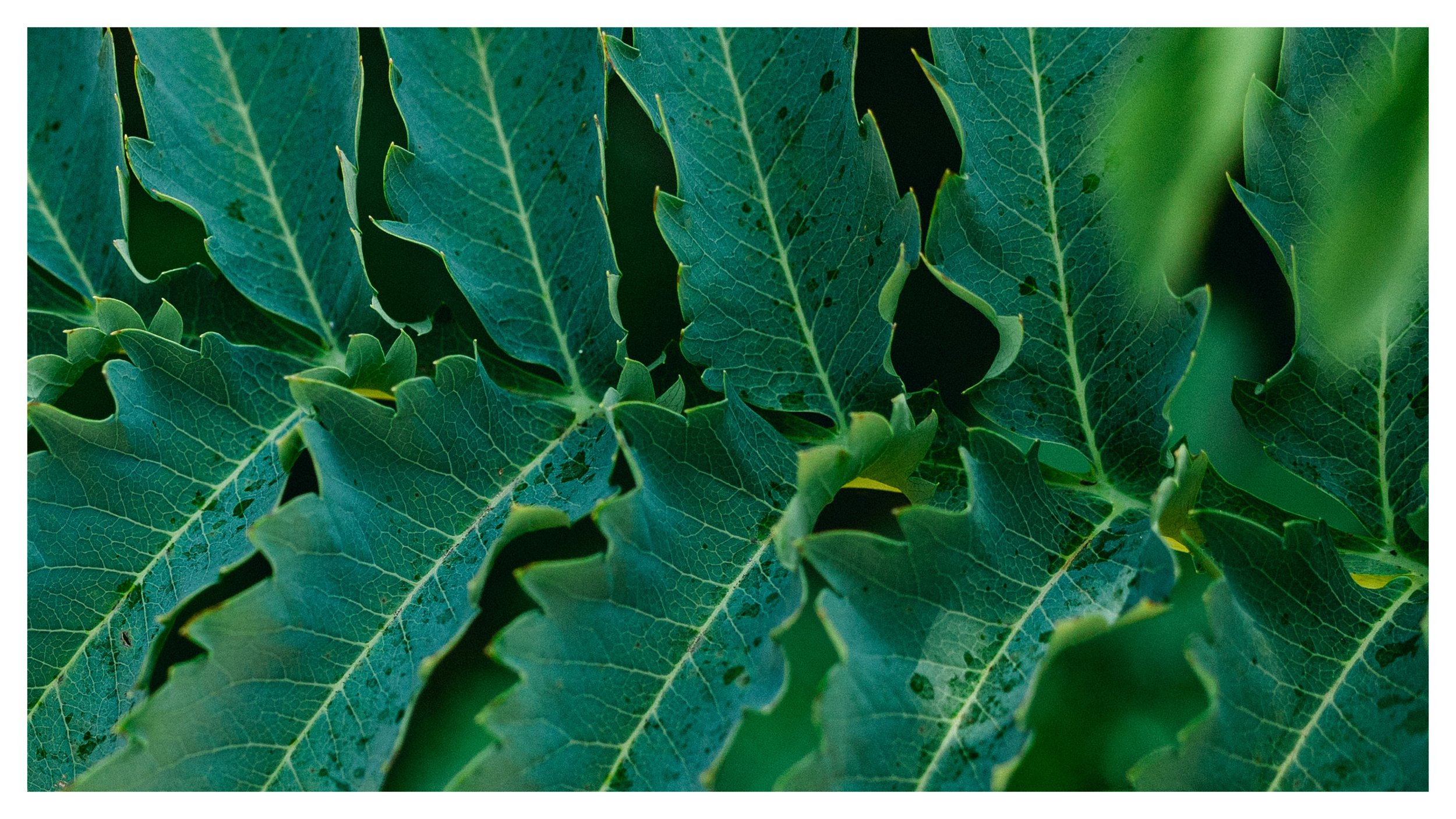 TextureDeck-SDBotanicGarden_NC15.jpg