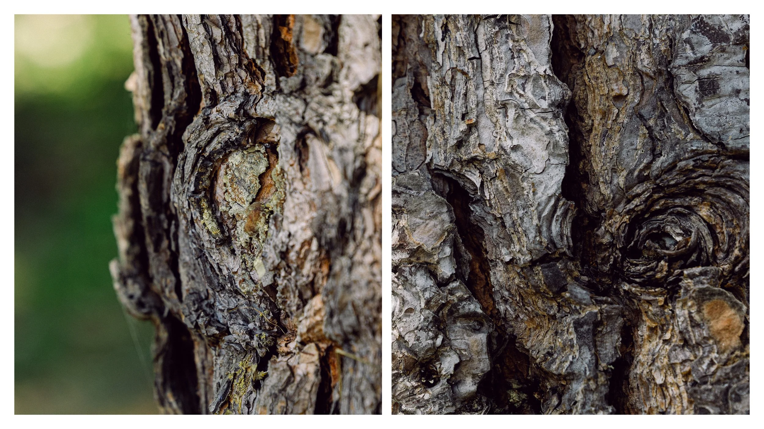 TextureDeck-SDBotanicGarden_NC16.jpg
