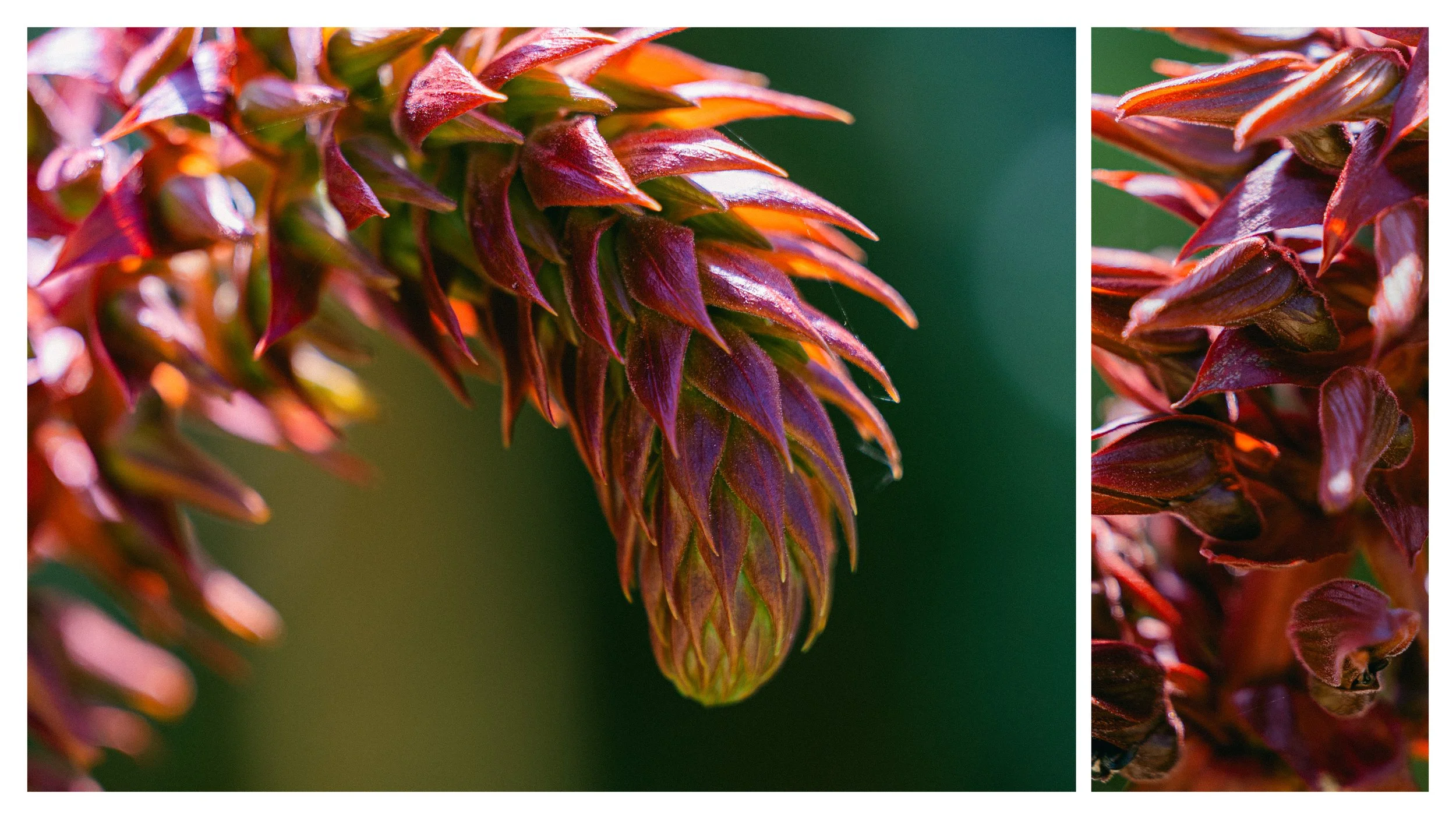 TextureDeck-SDBotanicGarden_NC18.jpg