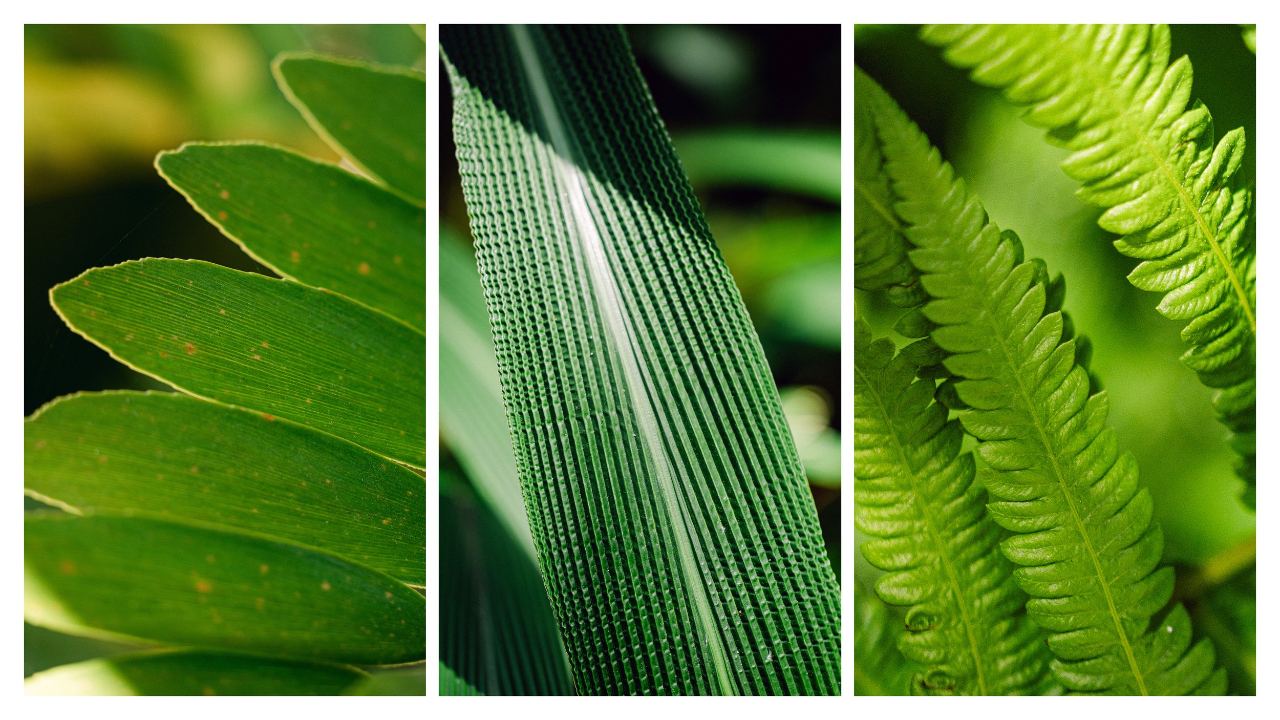 TextureDeck-SDBotanicGarden_NC19.jpg