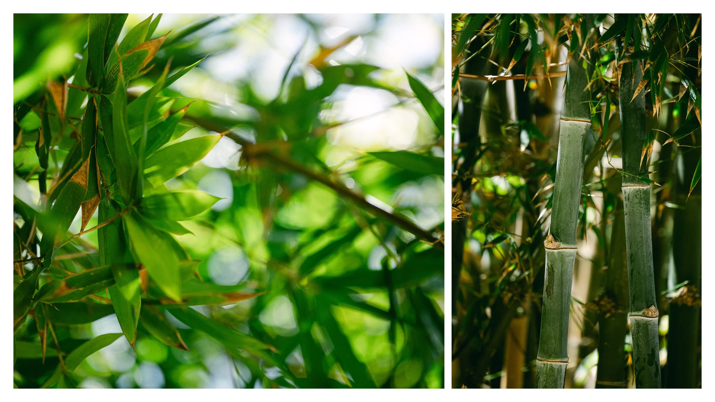 TextureDeck-SDBotanicGarden_NC20.jpg
