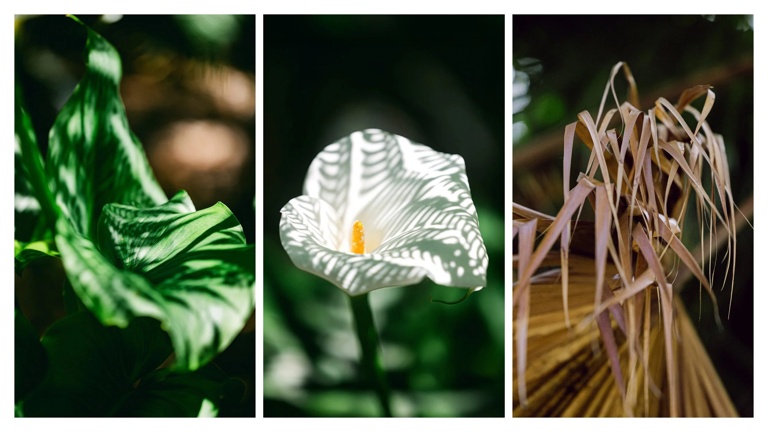 TextureDeck-SDBotanicGarden_NC21.jpg