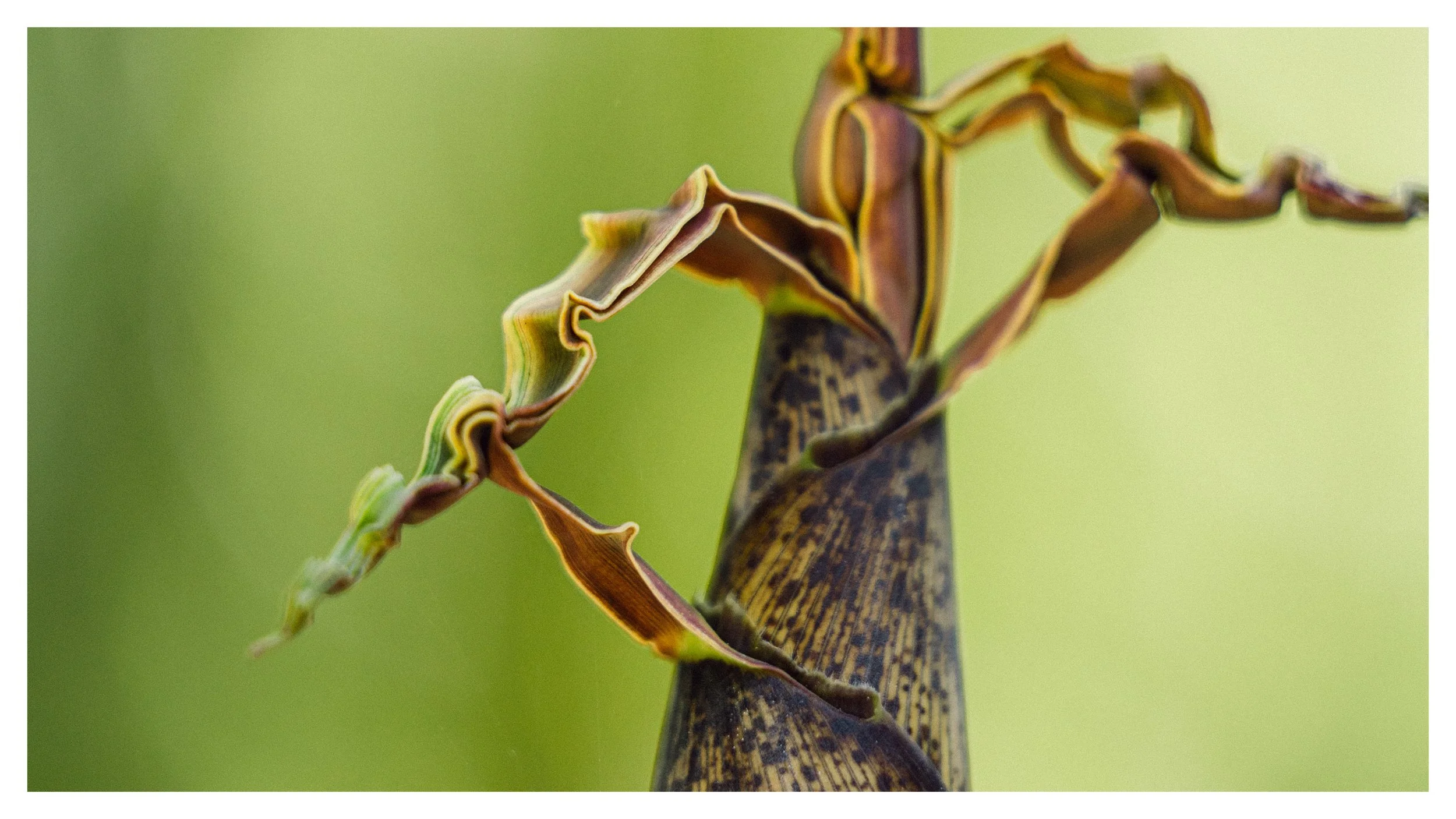 TextureDeck-SDBotanicGarden_NC22.jpg