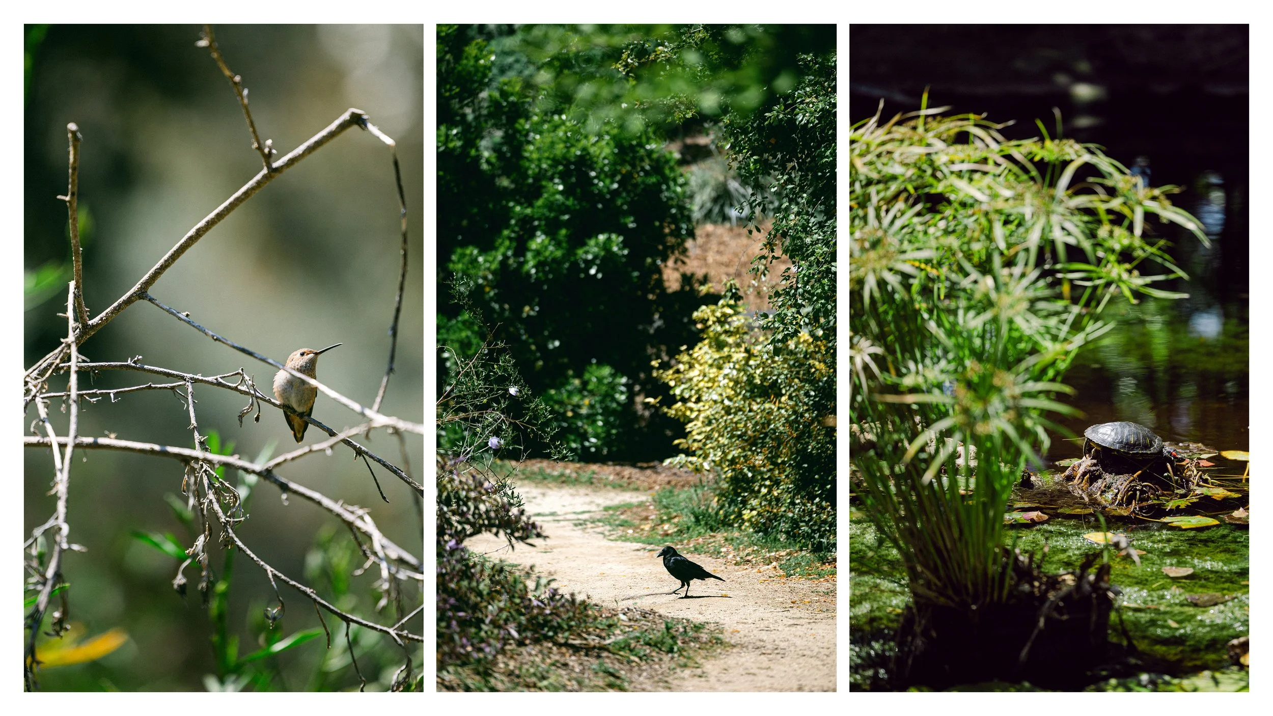 TextureDeck-SDBotanicGarden_NC23.jpg