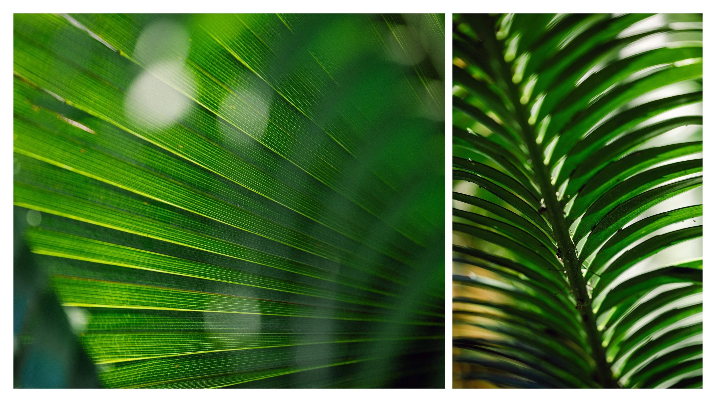 TextureDeck-SDBotanicGarden_NC25.jpg