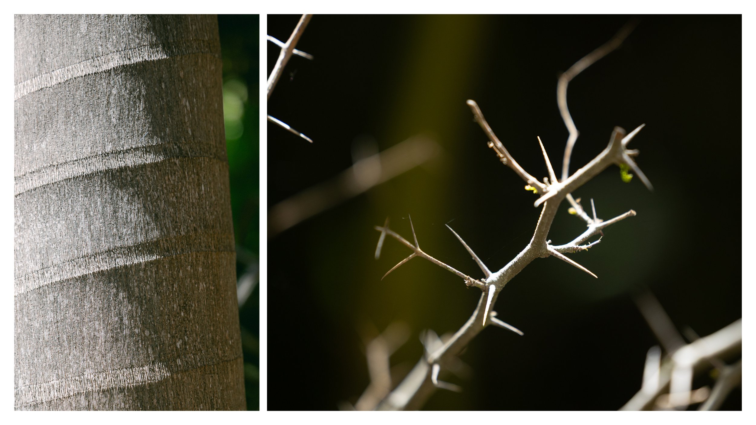 TextureDeck-SDBotanicGarden_NC26.jpg