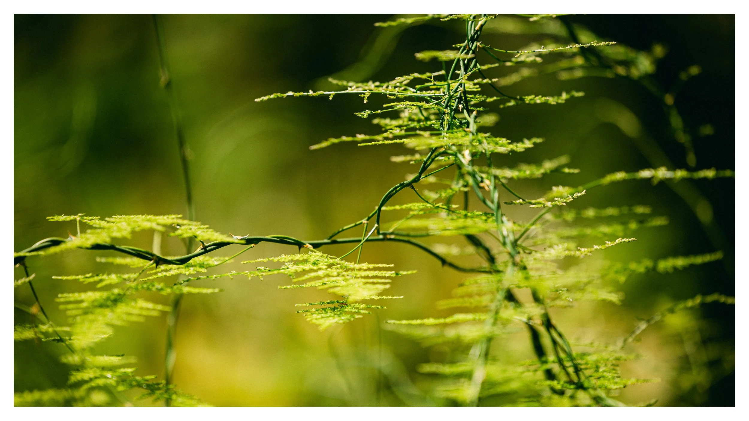 TextureDeck-SDBotanicGarden_NC27.jpg