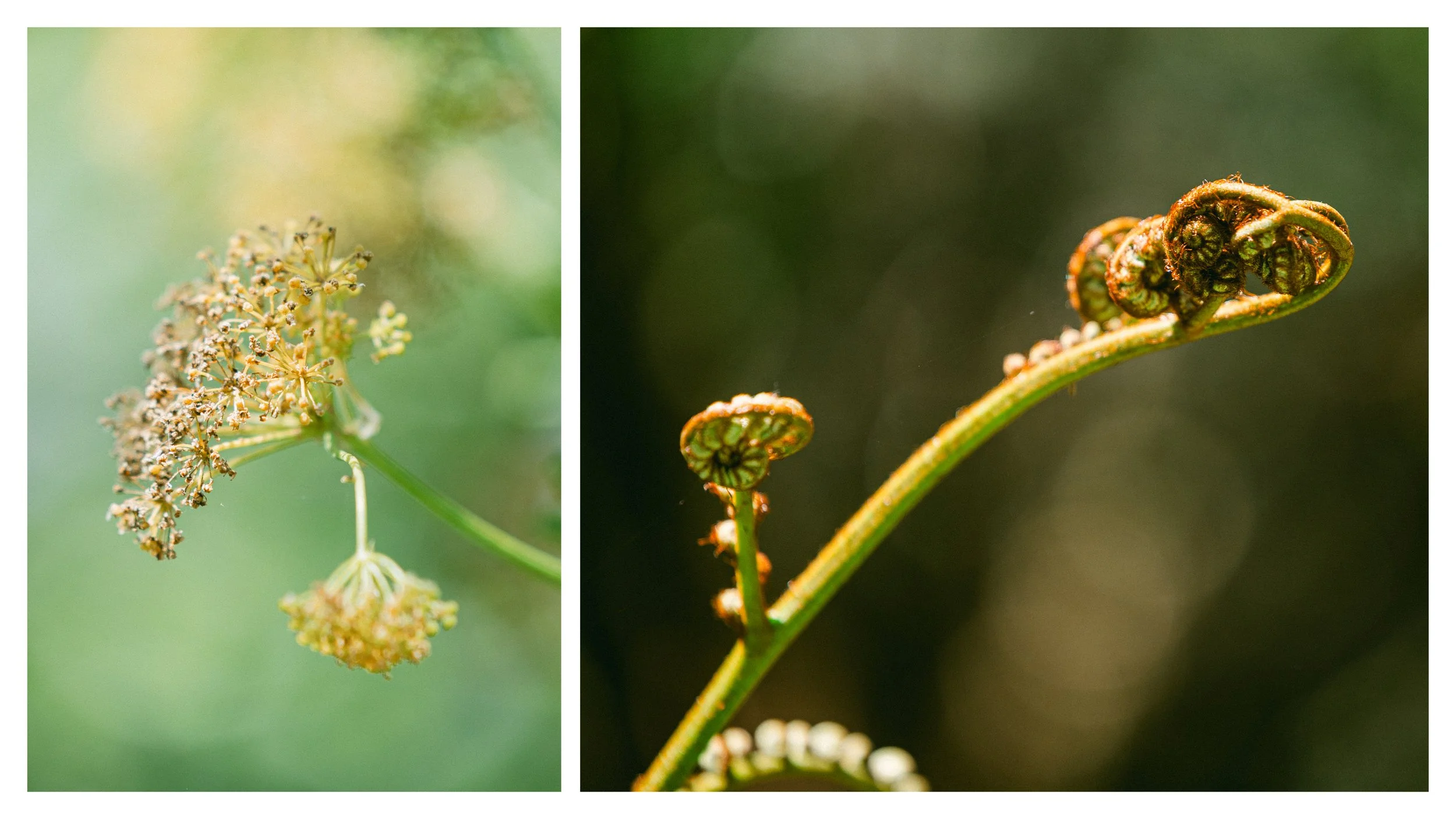 TextureDeck-SDBotanicGarden_NC28.jpg