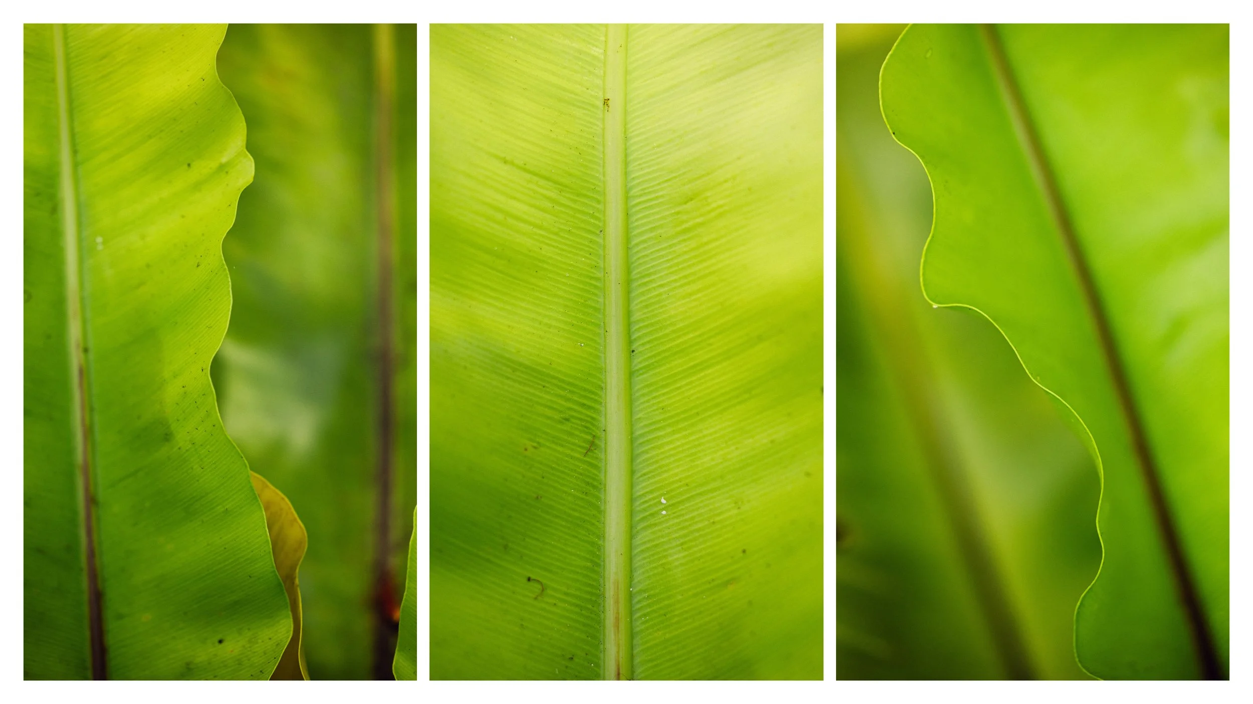 TextureDeck-SDBotanicGarden_NC29.jpg