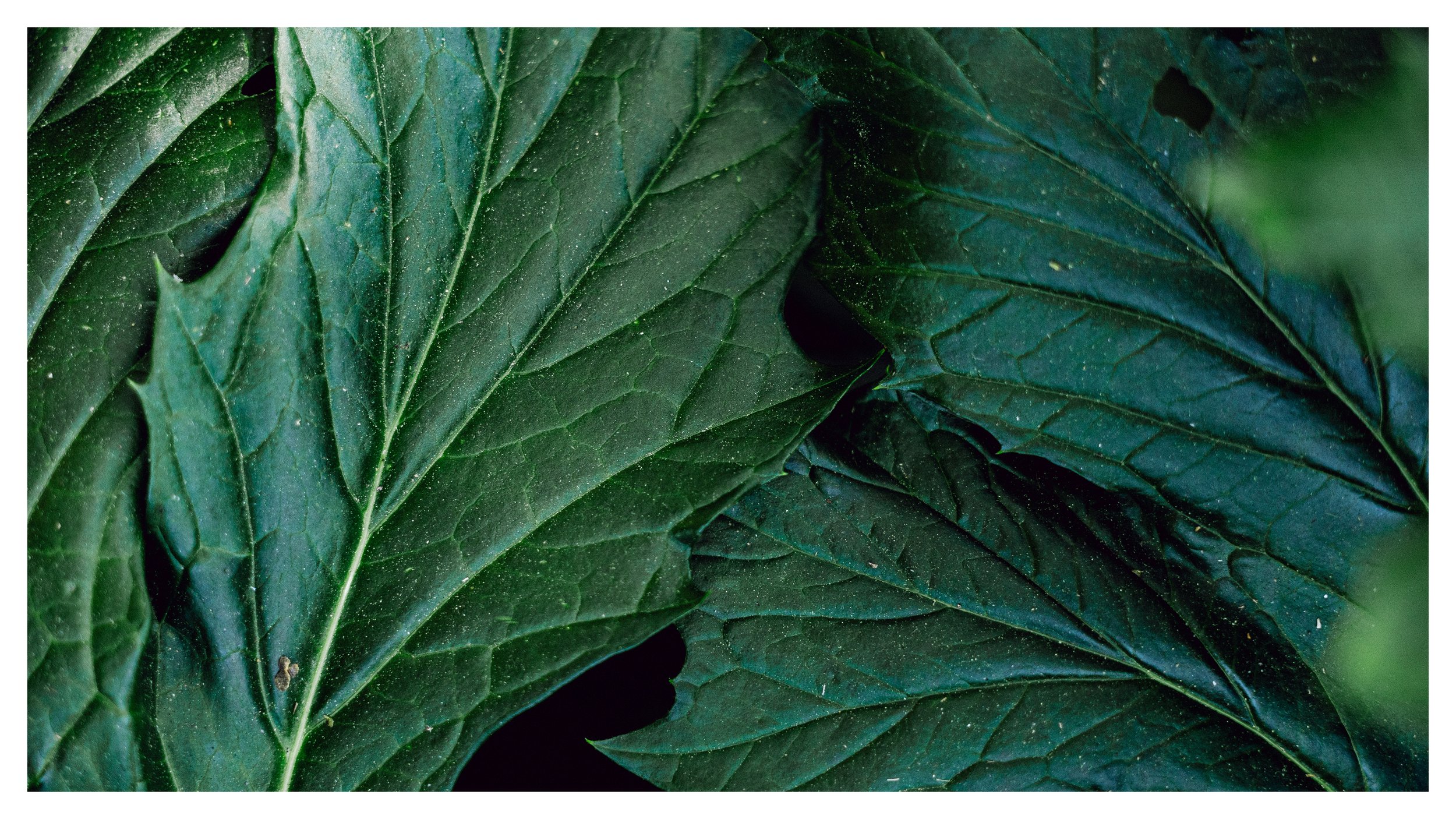 TextureDeck-SDBotanicGarden_NC30.jpg