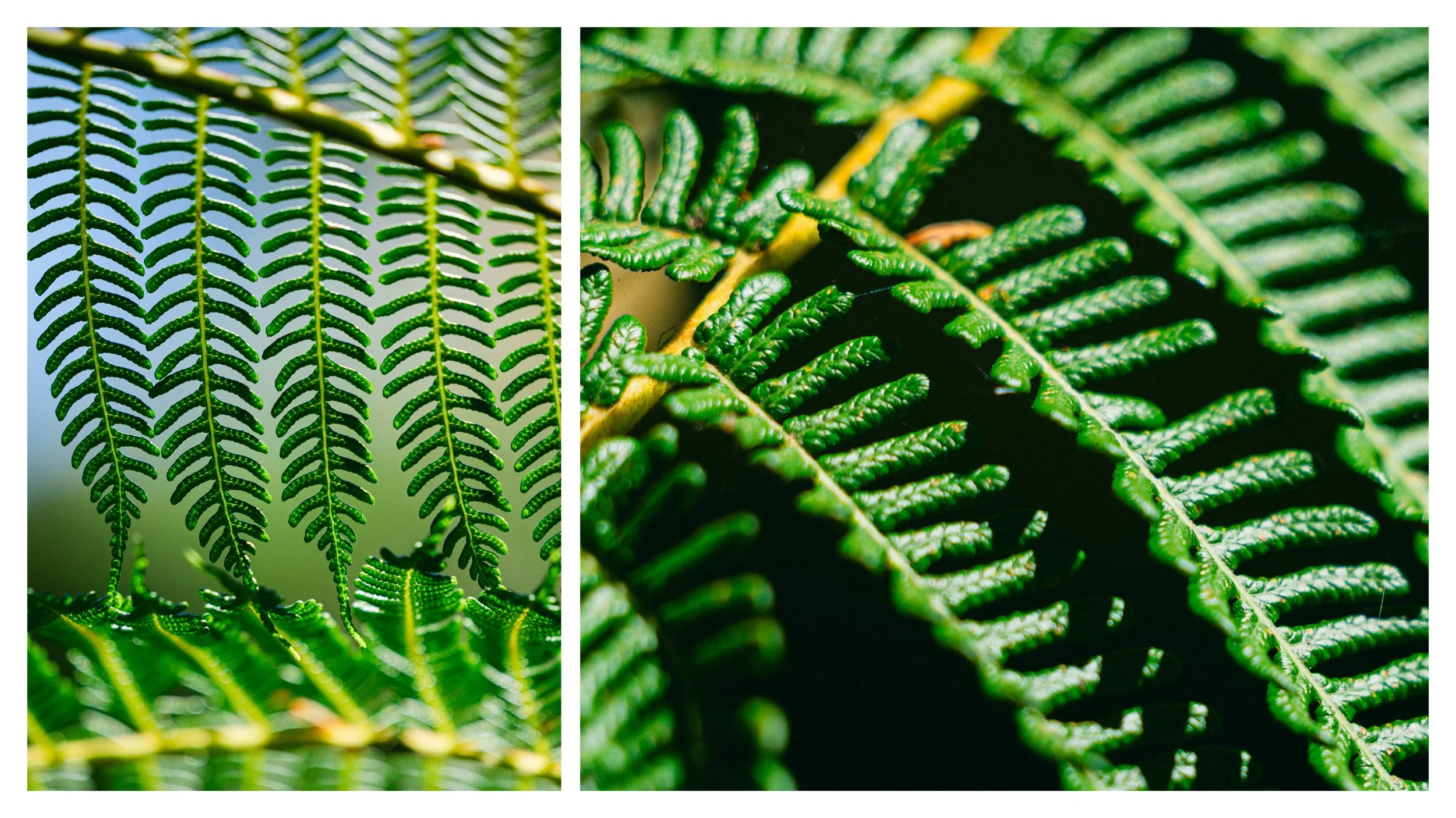TextureDeck-SDBotanicGarden_NC31.jpg