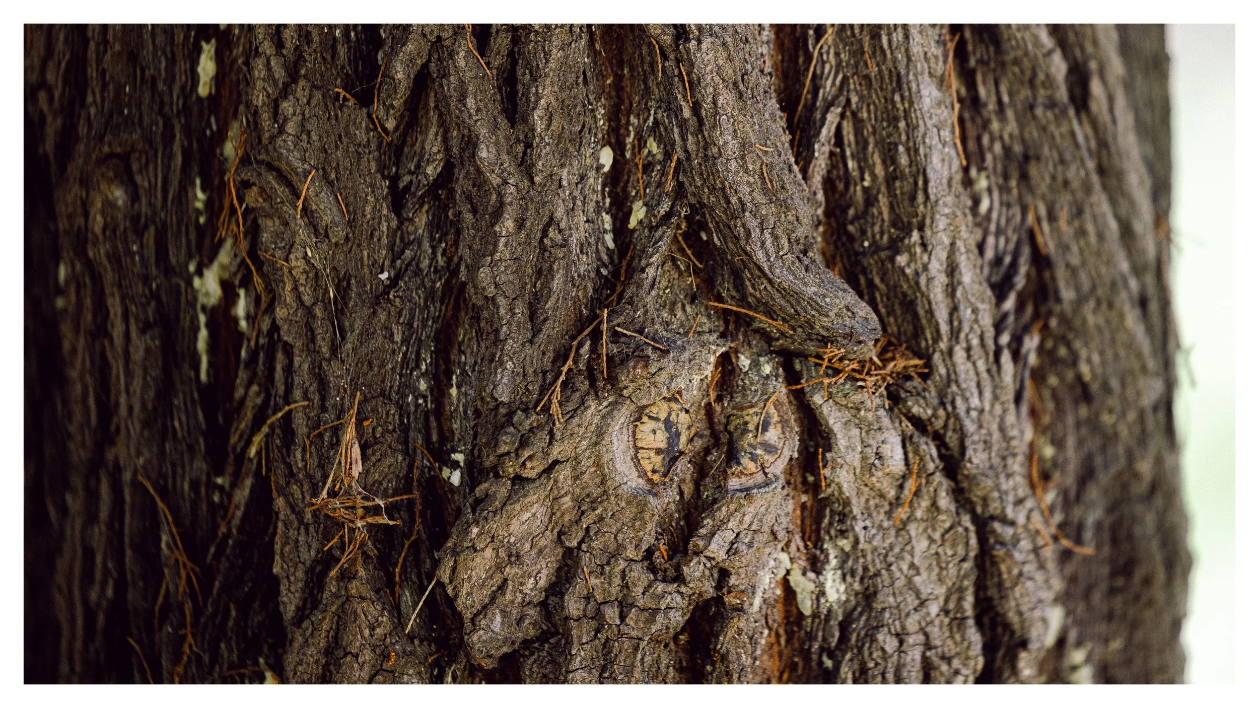 TextureDeck-SDBotanicGarden_NC32.jpg