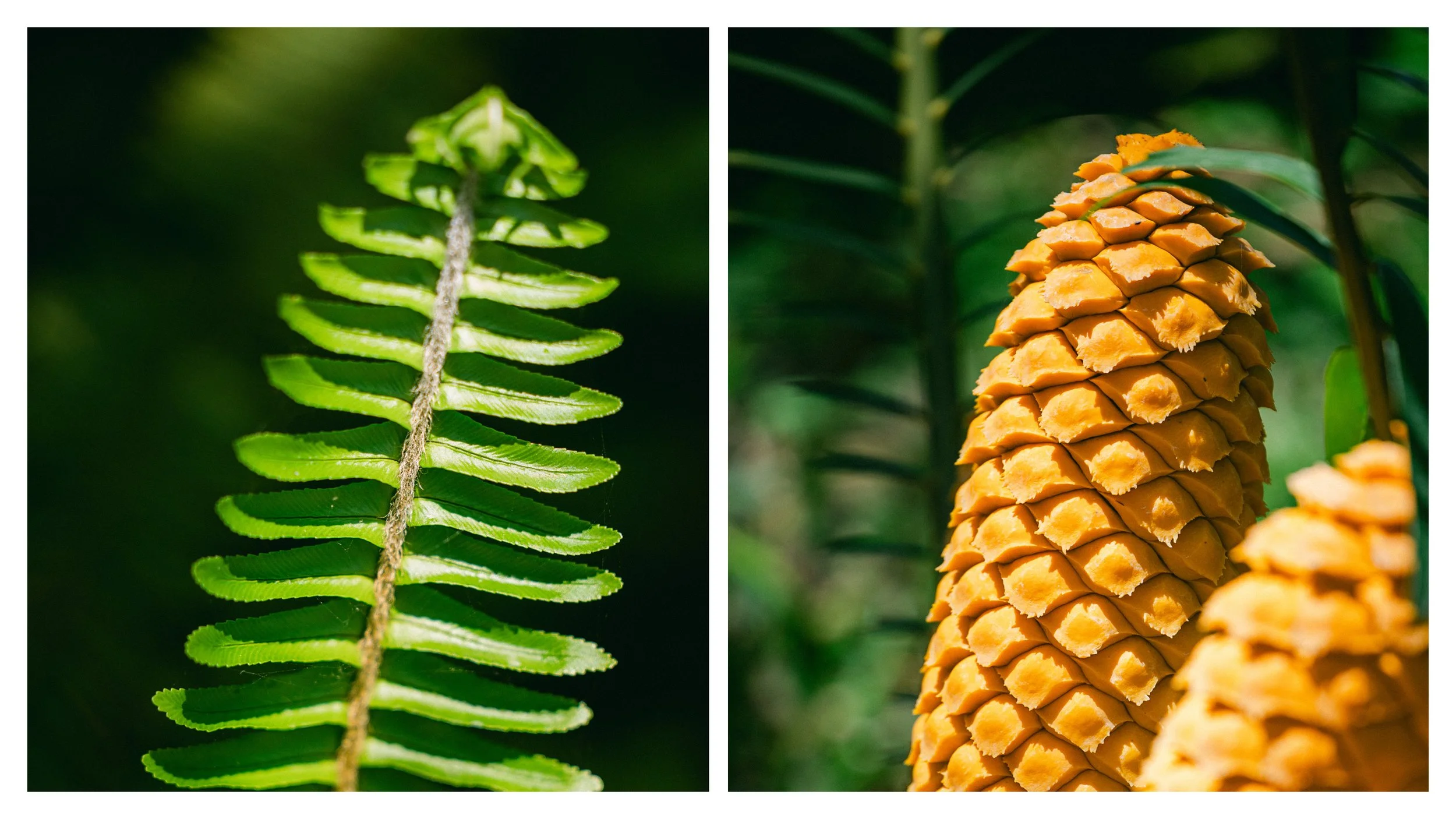 TextureDeck-SDBotanicGarden_NC33.jpg