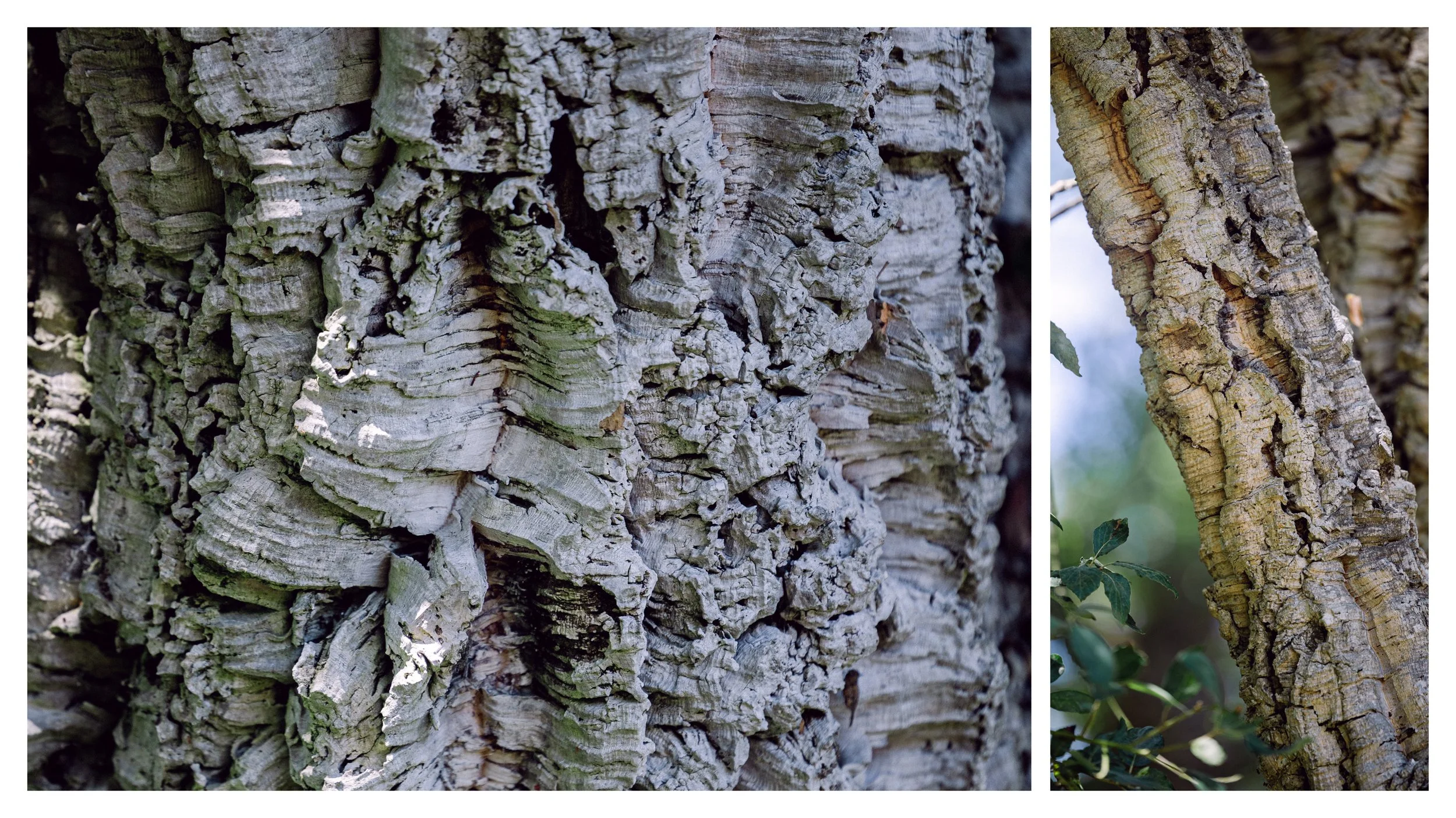 TextureDeck-SDBotanicGarden_NC35.jpg