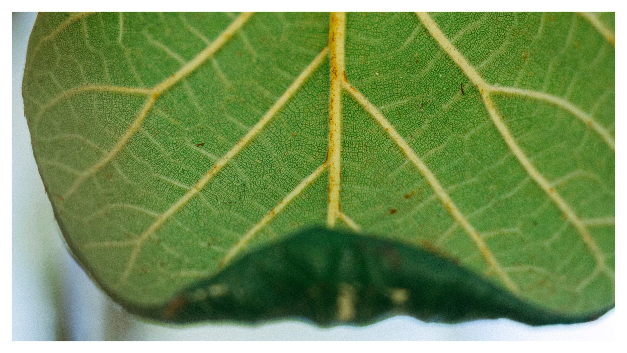 TextureDeck-SDBotanicGarden_NC36.jpg